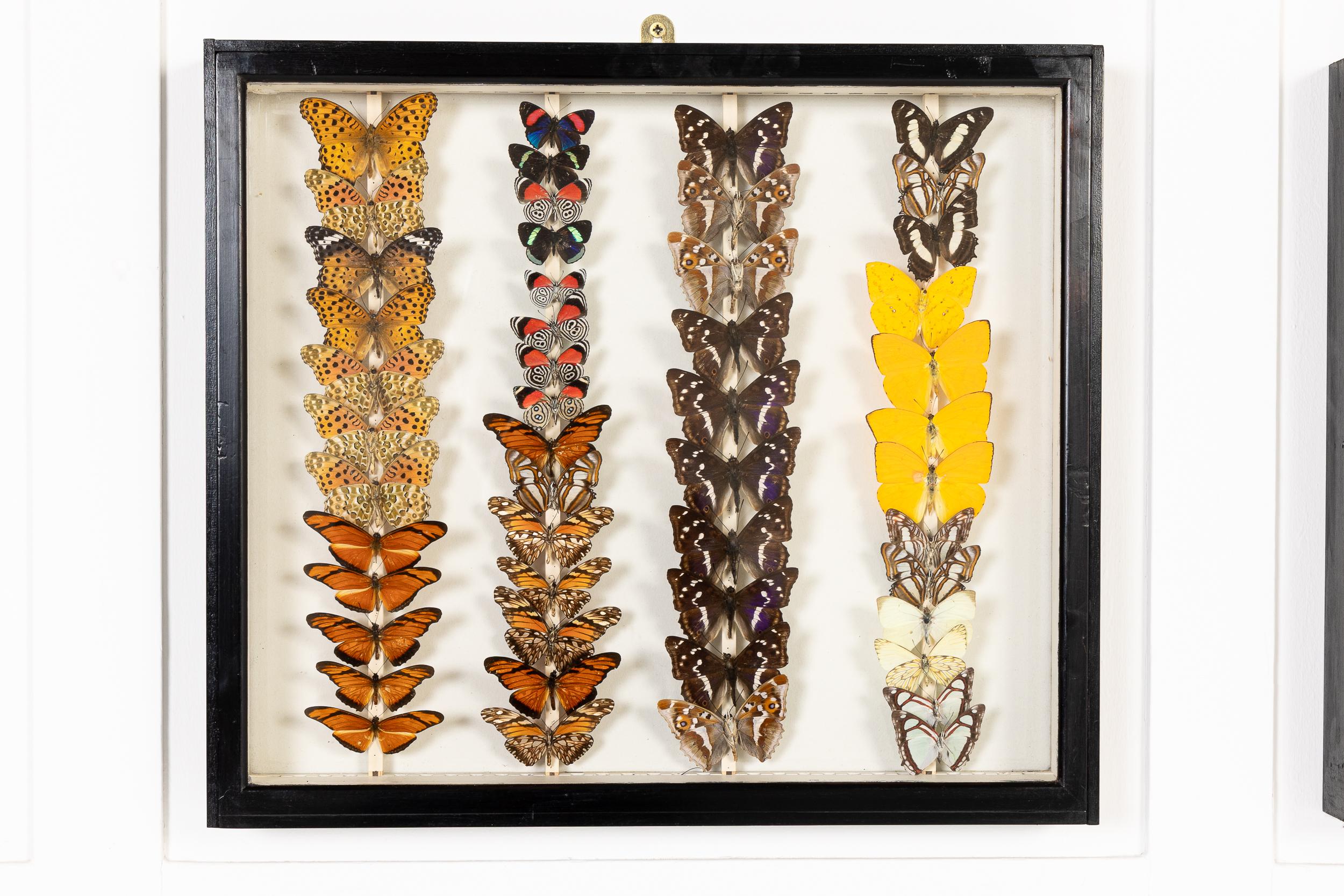 Un Atractivo e Interesante Conjunto de Nueve Cajas Expositoras del Siglo XIX Llenas de Especímenes de Mariposas.

Alojados en nueve bandejas ebonizadas con herrajes para colgar en la pared, estos ejemplares de mariposa son muy decorativos. Este tipo