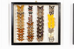 Set of Nine 19th Century Specimen Butterfly Collection Boxes