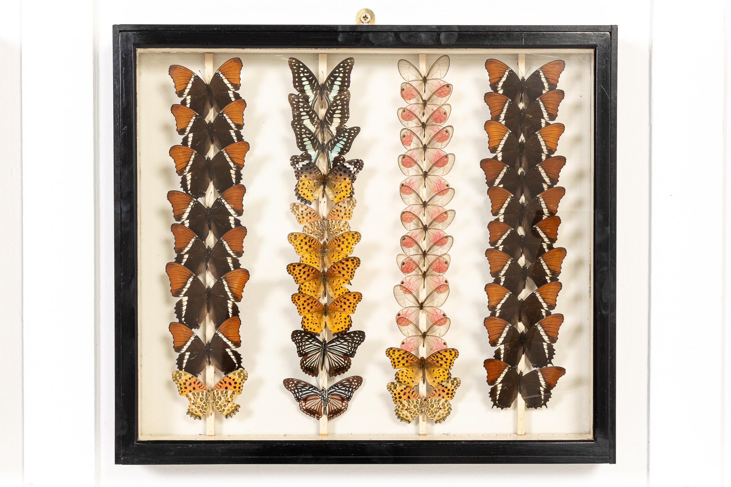 Conjunto de nueve cajas de colección de especímenes de mariposas del siglo XIX en Excelente estado para la venta en Gloucestershire, GB