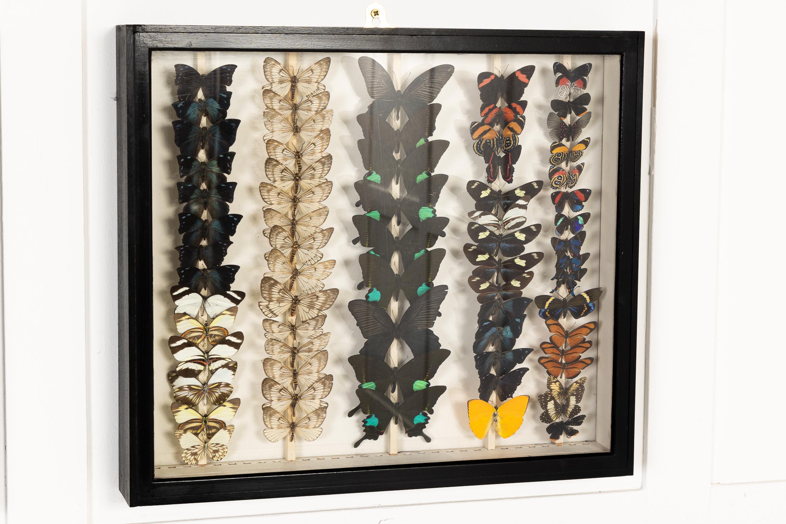 Conjunto de nueve cajas de colección de especímenes de mariposas del siglo XIX Madera en venta