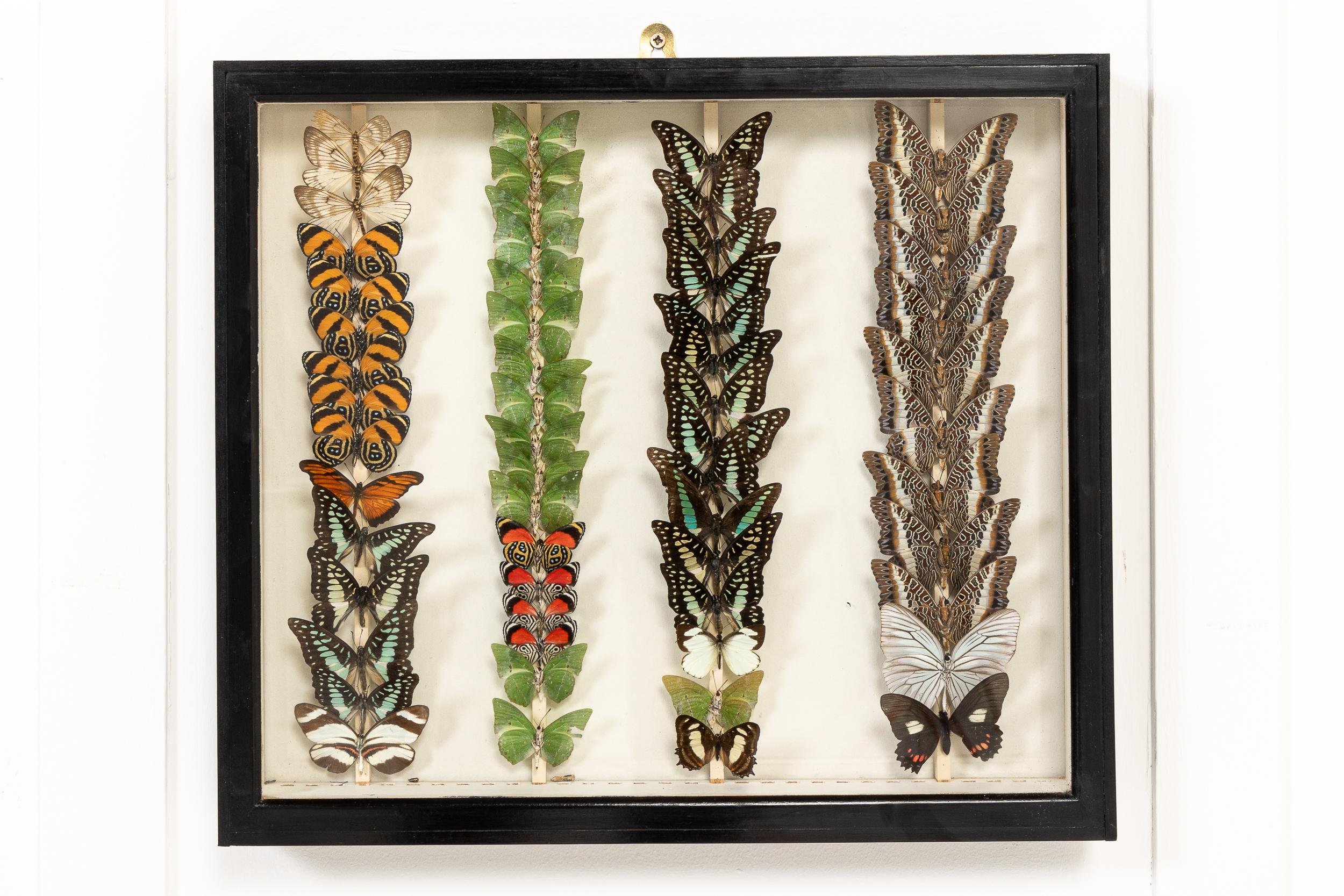 Conjunto de nueve cajas de colección de especímenes de mariposas del siglo XIX en venta 1