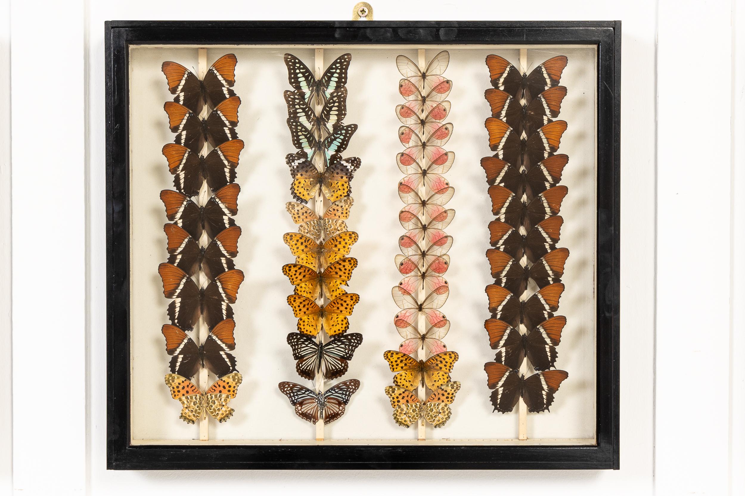 Conjunto de nueve cajas de colección de especímenes de mariposas del siglo XIX en venta 2