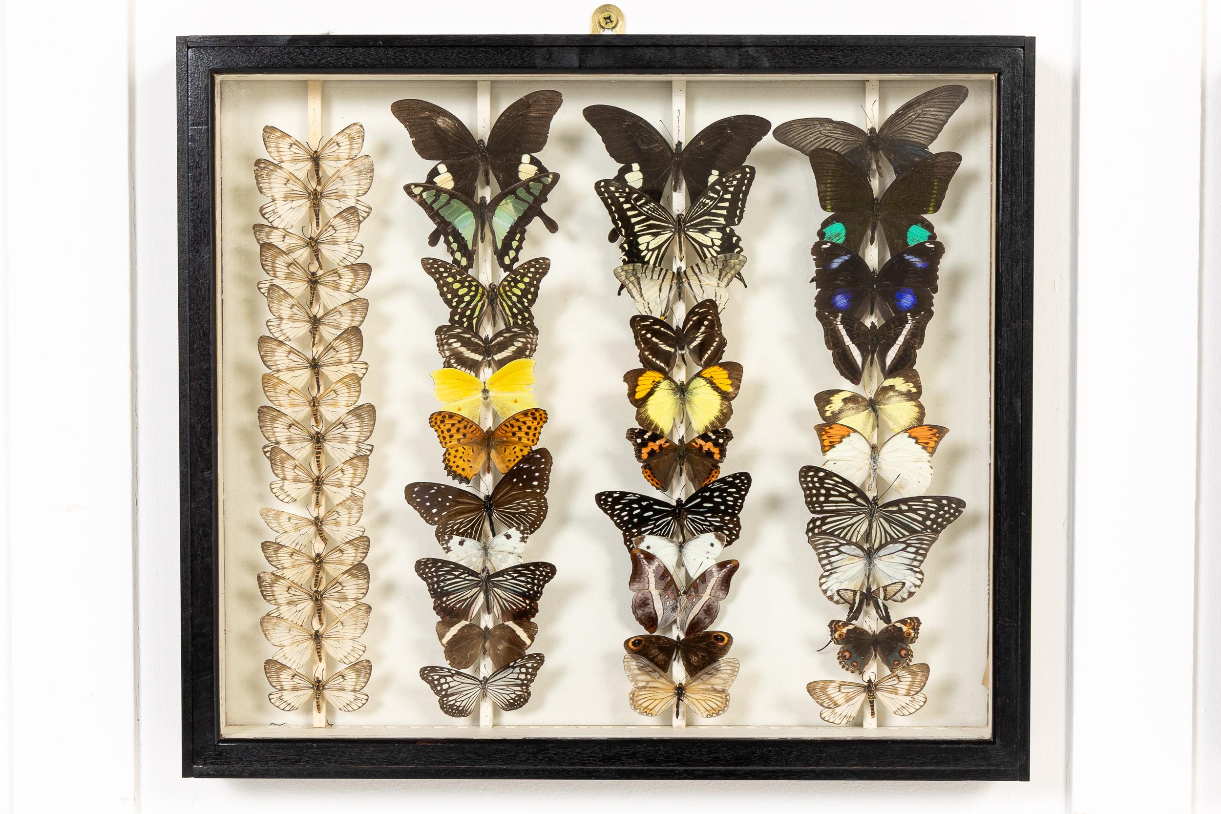 Conjunto de nueve cajas de colección de especímenes de mariposas del siglo XIX en venta 3