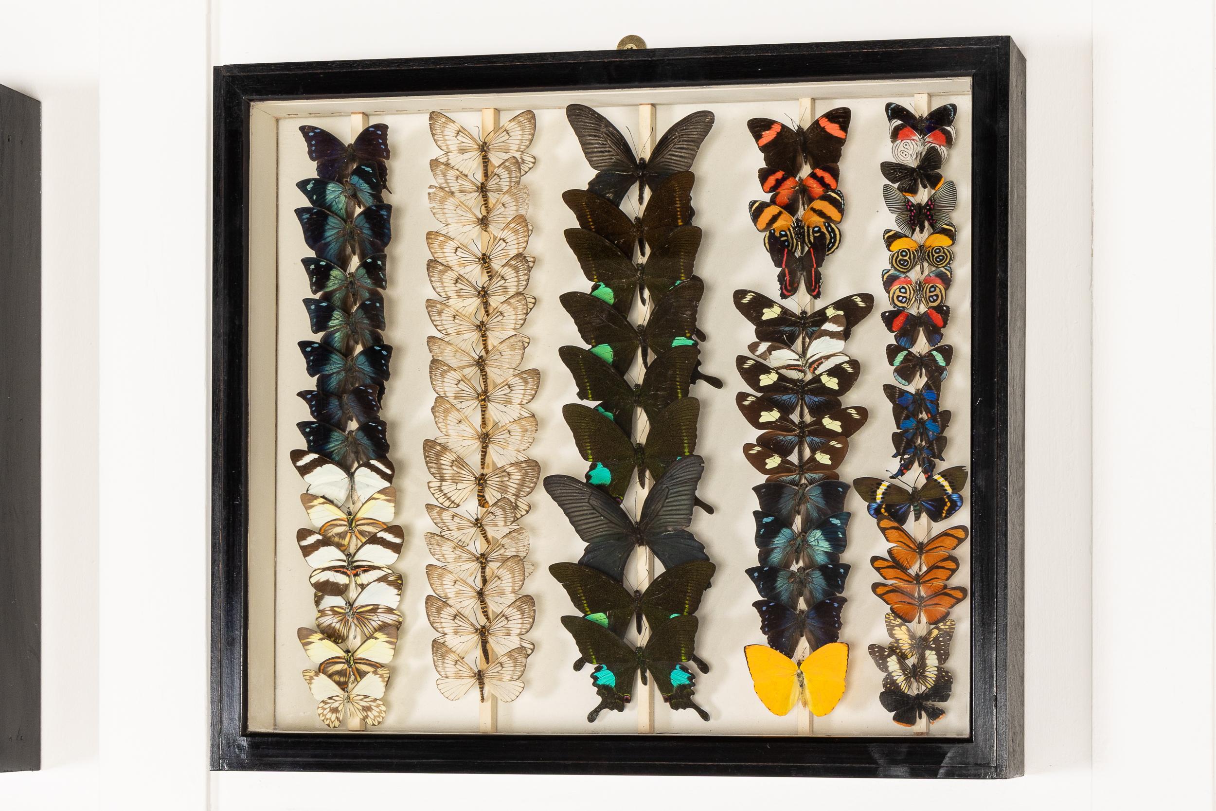 Conjunto de nueve cajas de colección de especímenes de mariposas del siglo XIX en venta 5