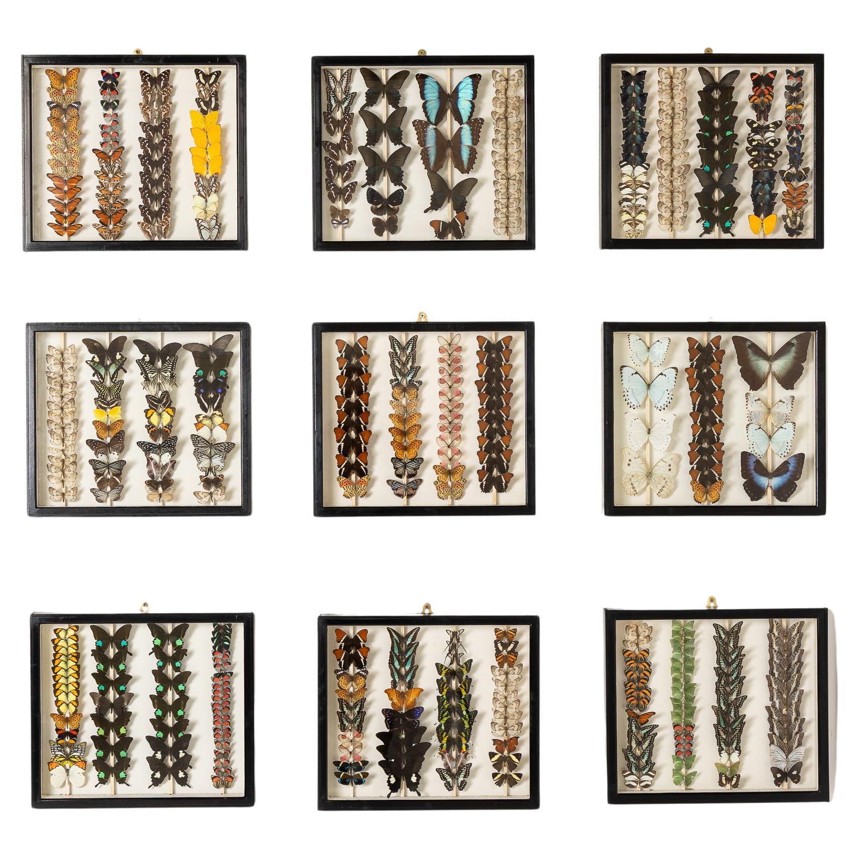 Conjunto de nueve cajas de colección de especímenes de mariposas del siglo XIX en venta