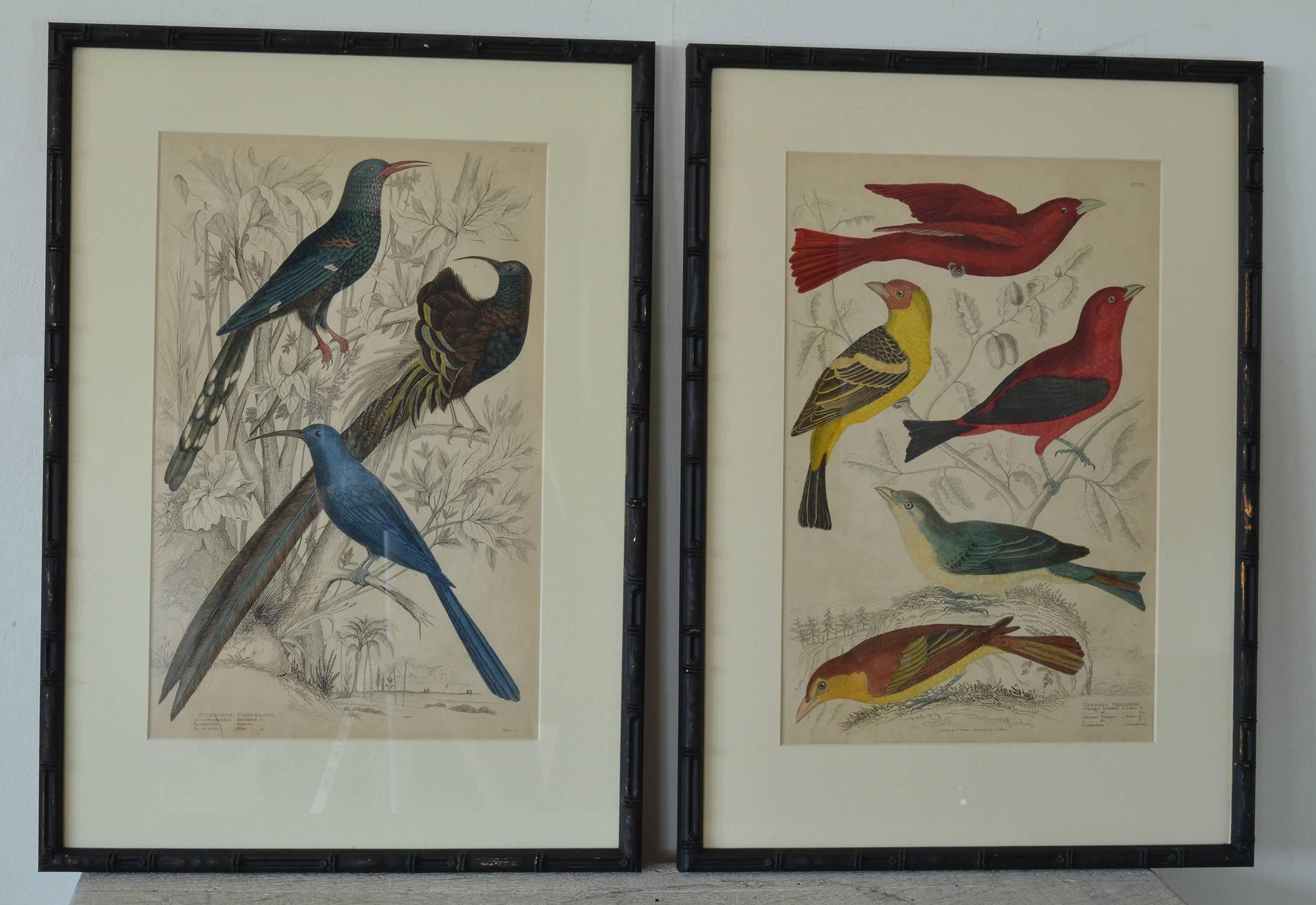 Wonderful set of nine antique bird prints in exquisite bright original colors.

Presented in our own custom made ebonized faux bamboo frames.

Lithographs after the original drawings by Captain Brown. Original hand color.

Published