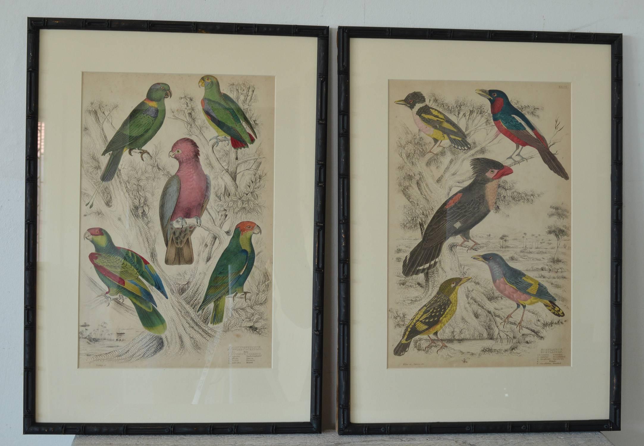 Chinoiserie Set of Nine Antique Bird Prints in Faux Bamboo Frames, 1830s
