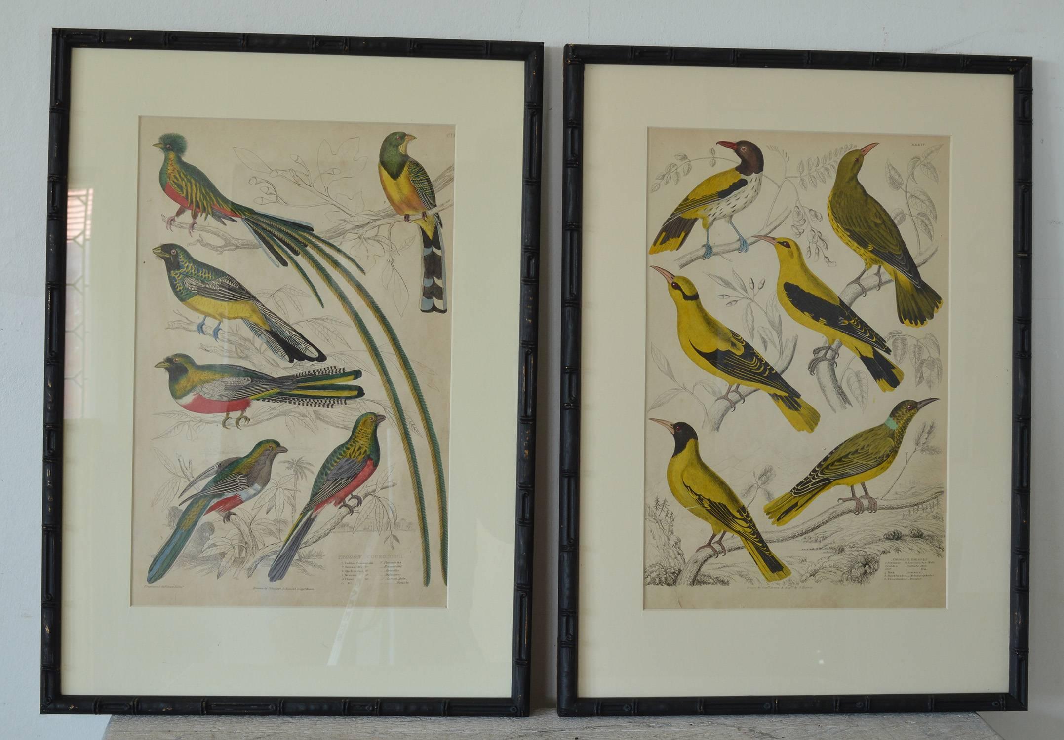 English Set of Nine Antique Bird Prints in Faux Bamboo Frames, 1830s
