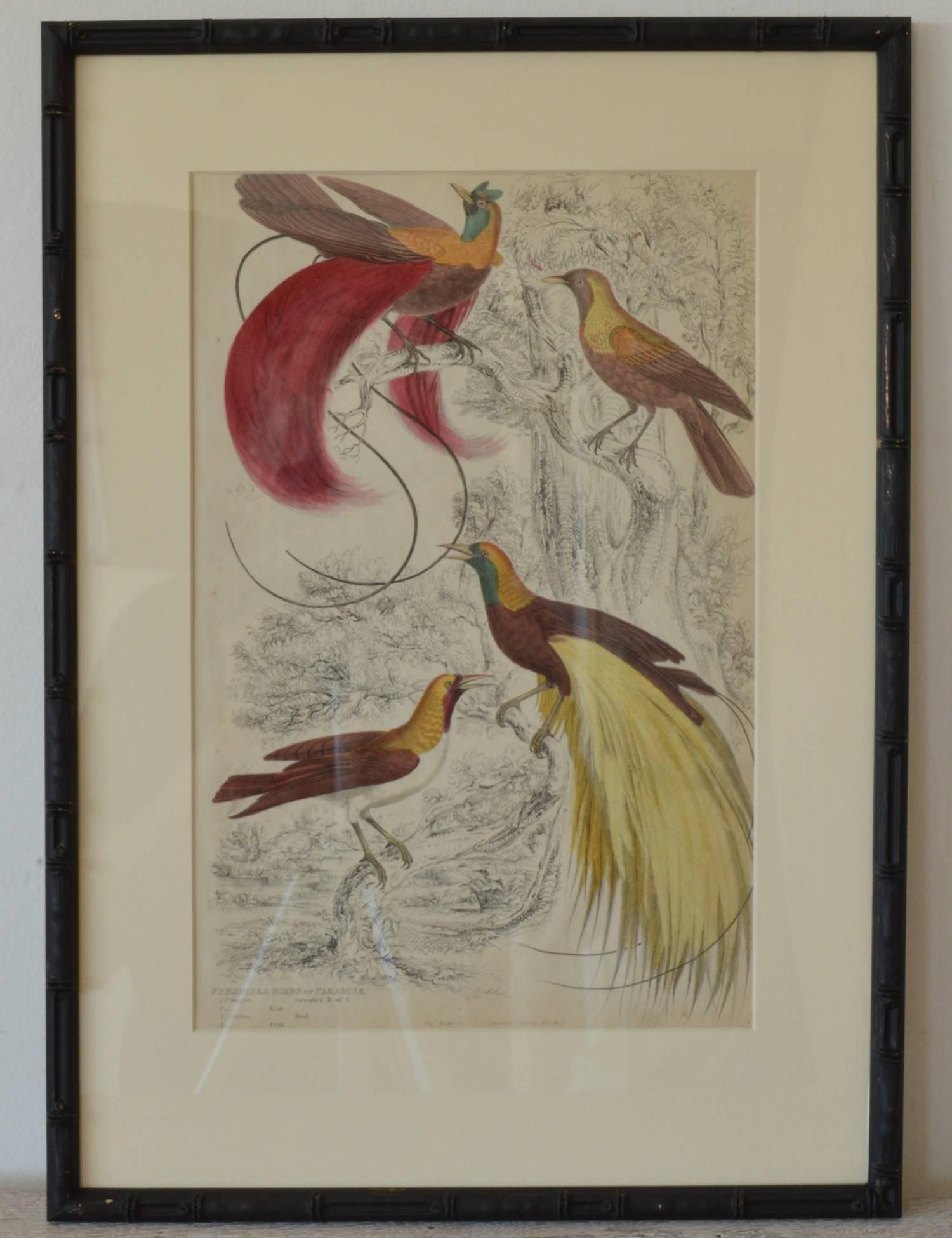Ebonized Set of Nine Antique Bird Prints in Faux Bamboo Frames, 1830s