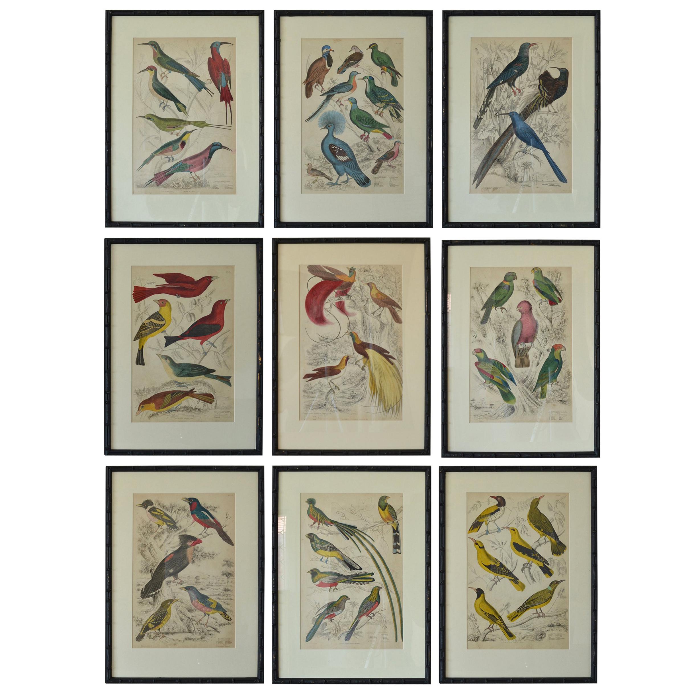 Set of Nine Antique Bird Prints in Faux Bamboo Frames, 1830s