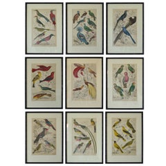Ensemble de neuf gravures anciennes d'oiseaux dans des cadres en faux bambou:: années 1830
