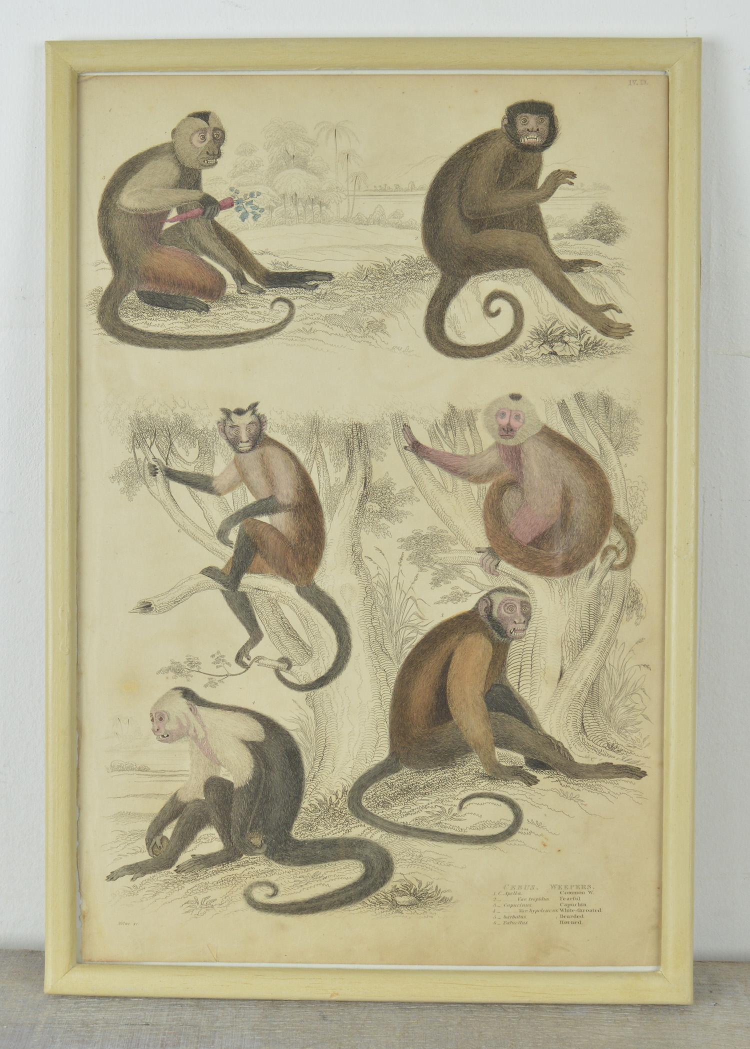 Wonderful set of nine antique monkey prints in exquisite muted original colors.

Presented in our own custom-made faux ivory frames.

Lithographs after the original drawings by Captain Brown.

Published 1830s.
 

 
