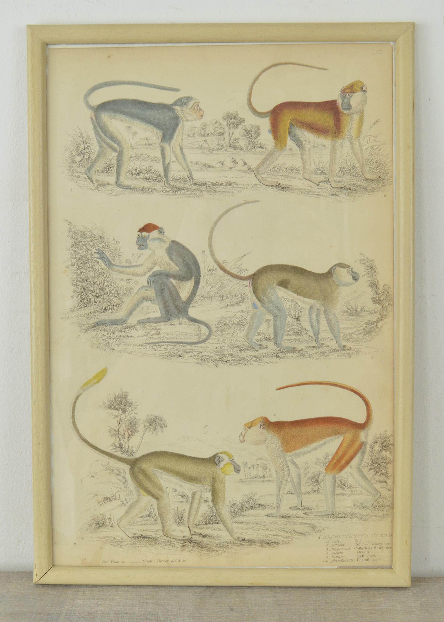 Anglo-Indian Set of Nine Antique Monkey Prints in Faux Ivory Frames, 1830s