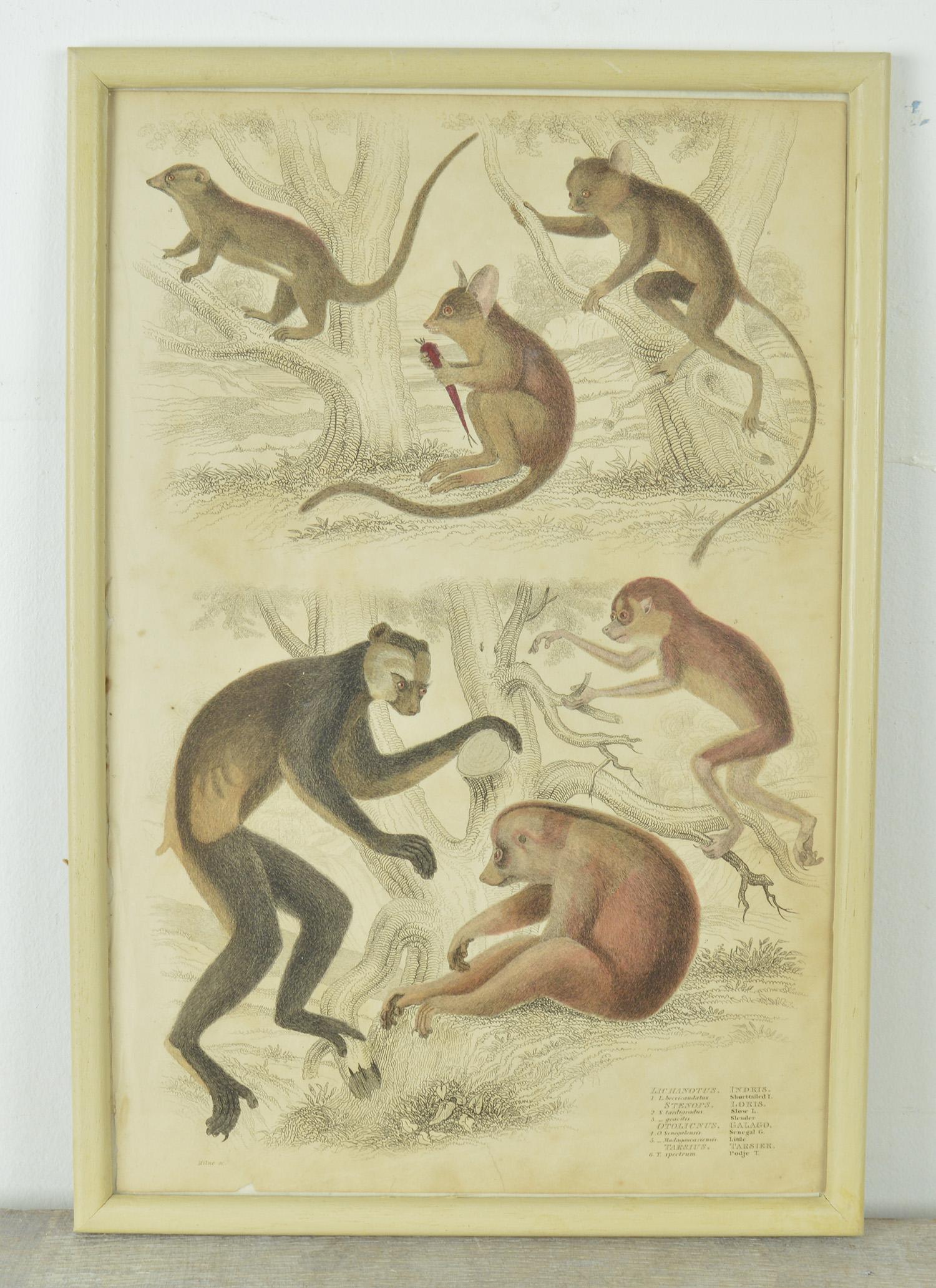 Other Set of Nine Antique Monkey Prints in Faux Ivory Frames, 1830s