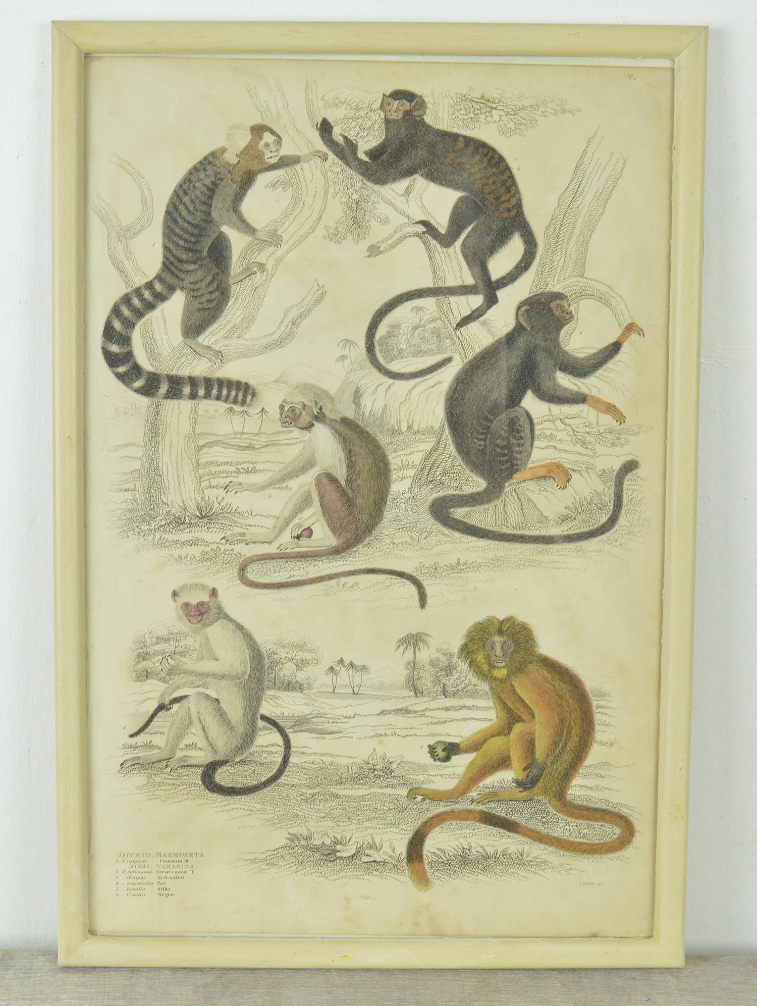 Set of Nine Antique Monkey Prints in Faux Ivory Frames, 1830s In Good Condition In St Annes, Lancashire