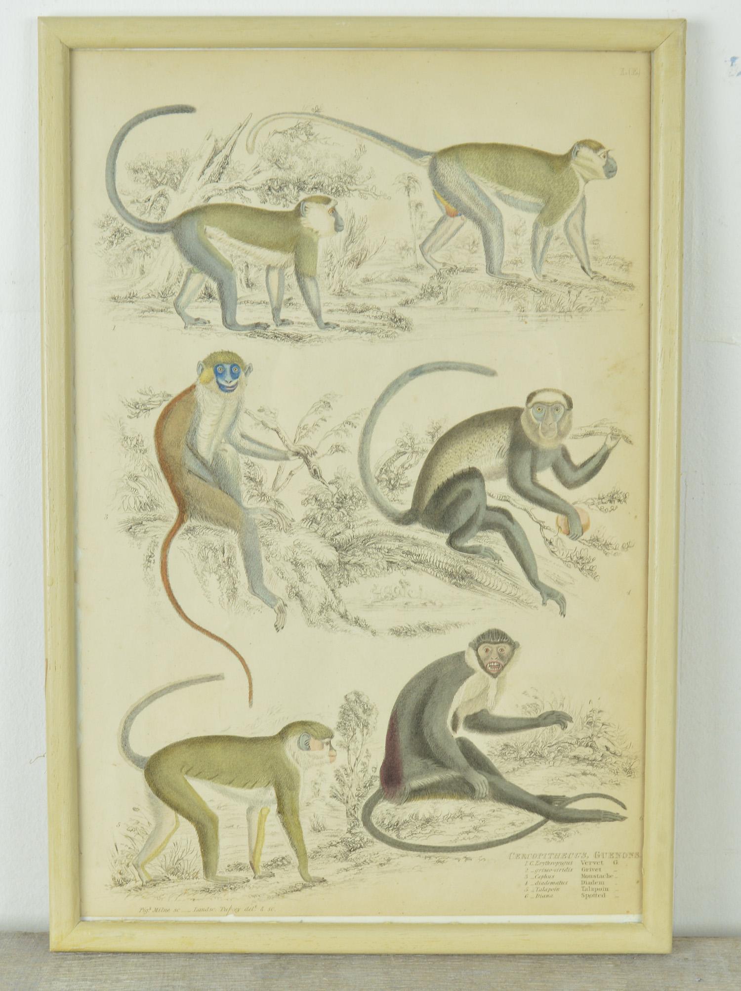 Mid-19th Century Set of Nine Antique Monkey Prints in Faux Ivory Frames, 1830s