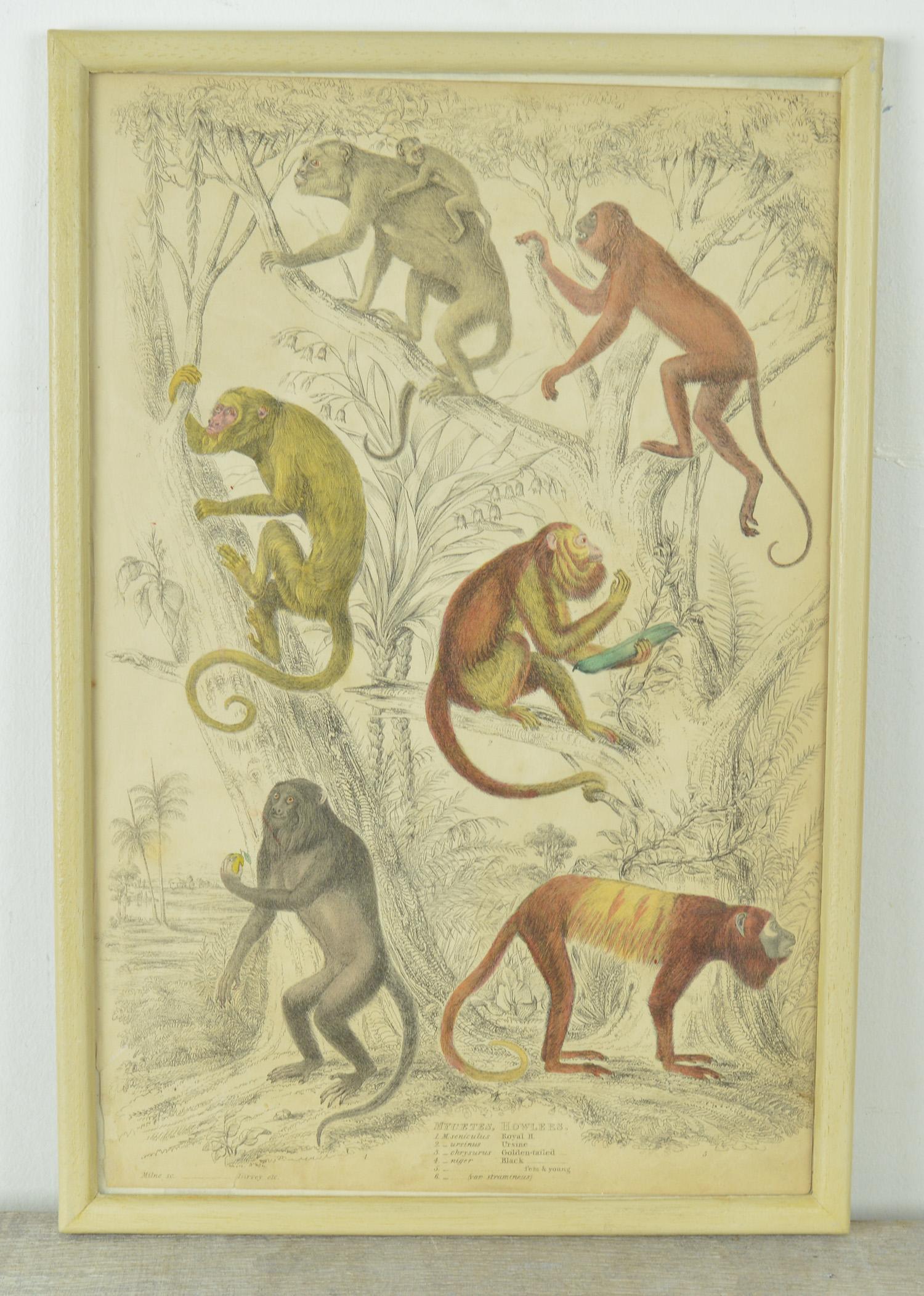 Paper Set of Nine Antique Monkey Prints in Faux Ivory Frames, 1830s