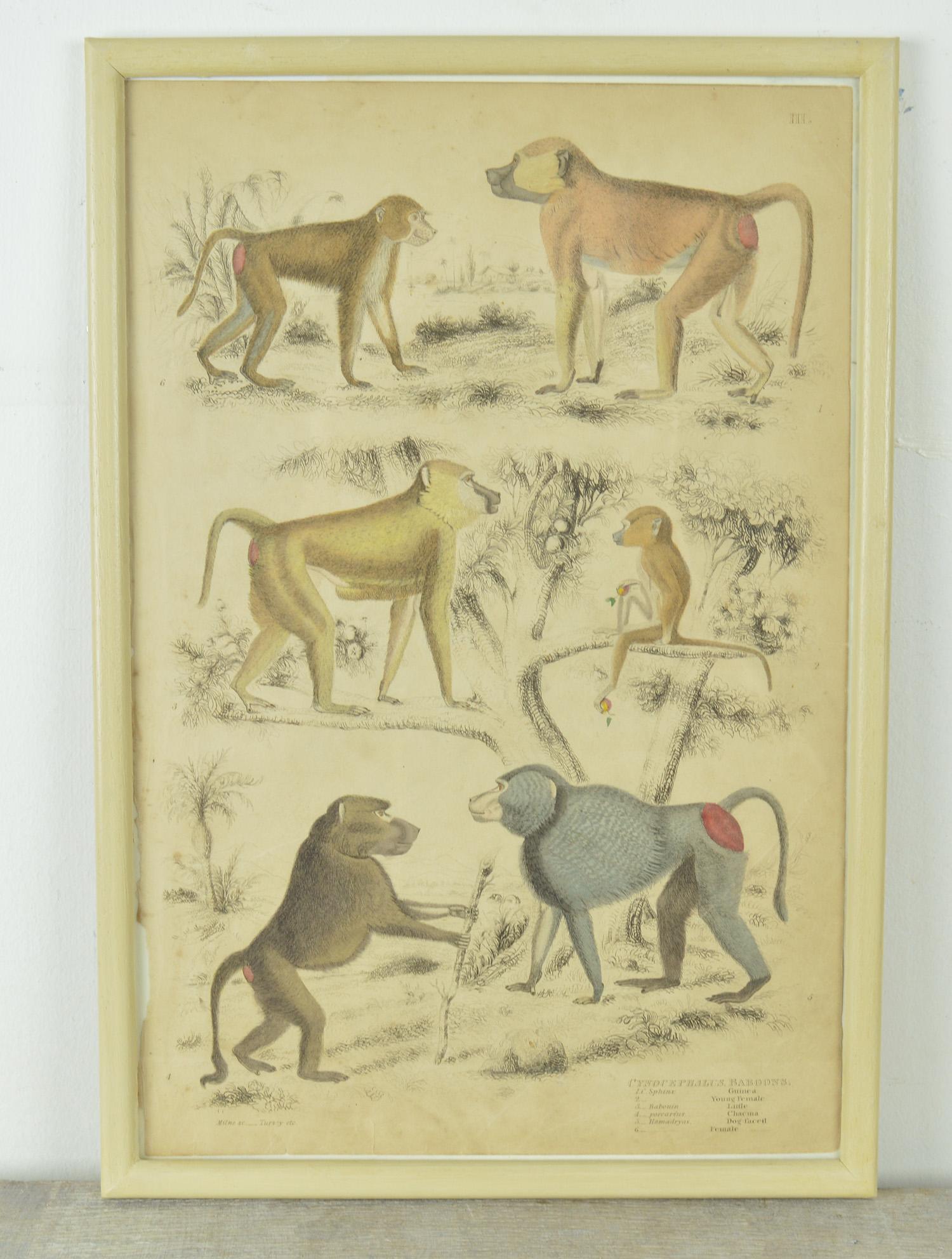 Set of Nine Antique Monkey Prints in Faux Ivory Frames, 1830s 1