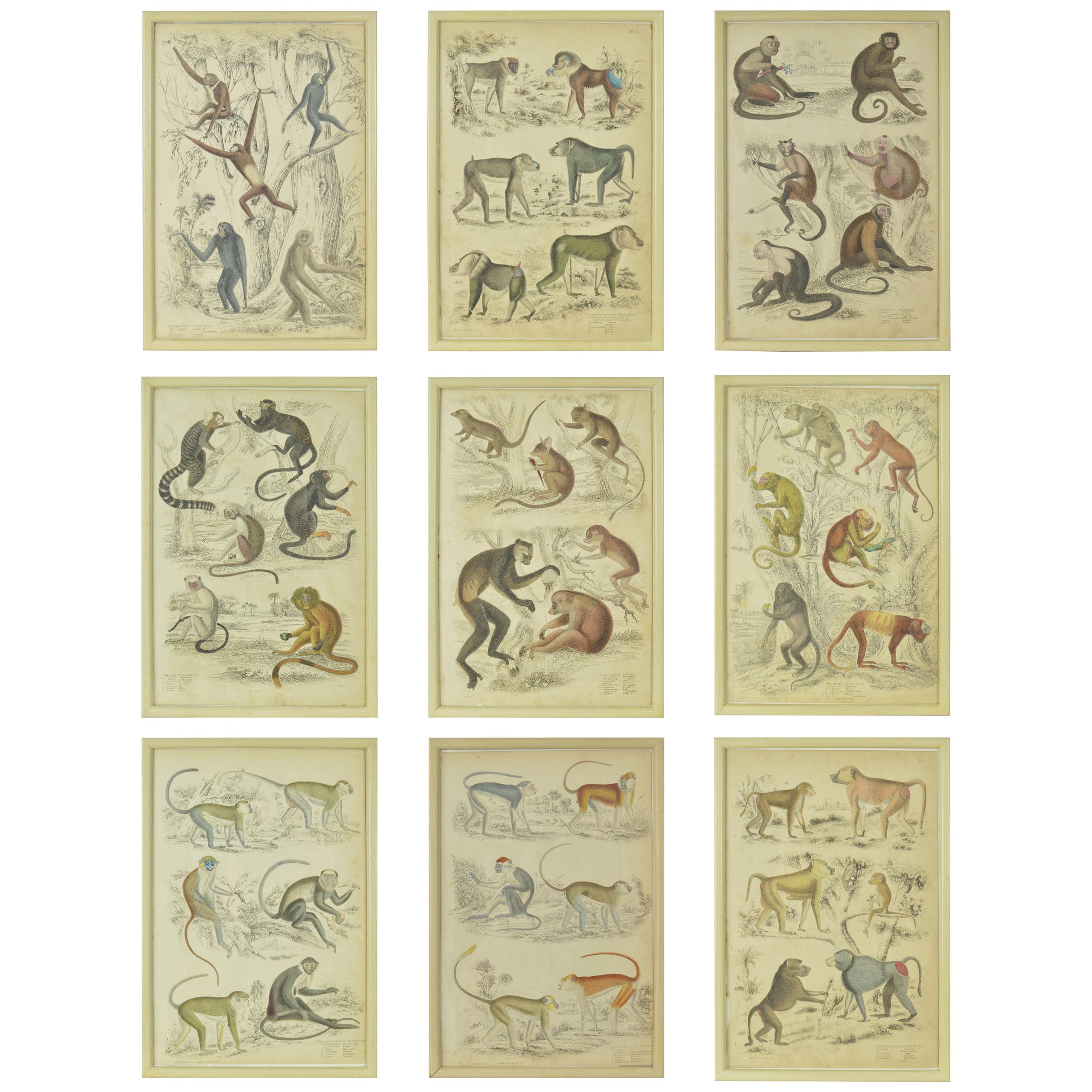 Set of Nine Antique Monkey Prints in Faux Ivory Frames, 1830s