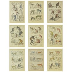 Set of Nine Antique Monkey Prints in Faux Ivory Frames, 1830s