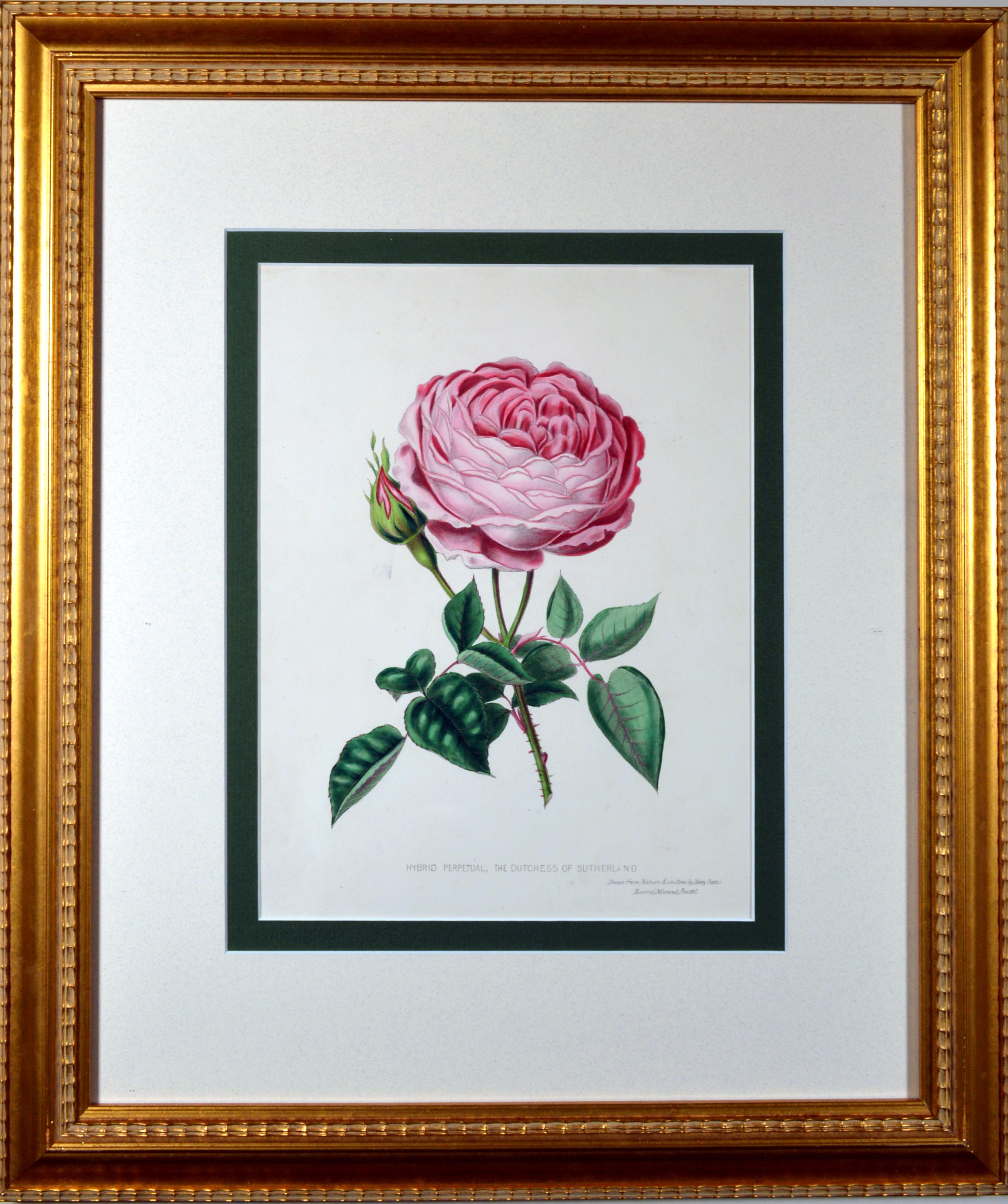 Vintage Madame Rose Lithograph  Roses Paper Pink Antique Flower Print Frames Botanical
