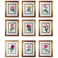 Set of Nine Botanical Engravings of Roses, Henry Curtis-The Beauty of the Rose