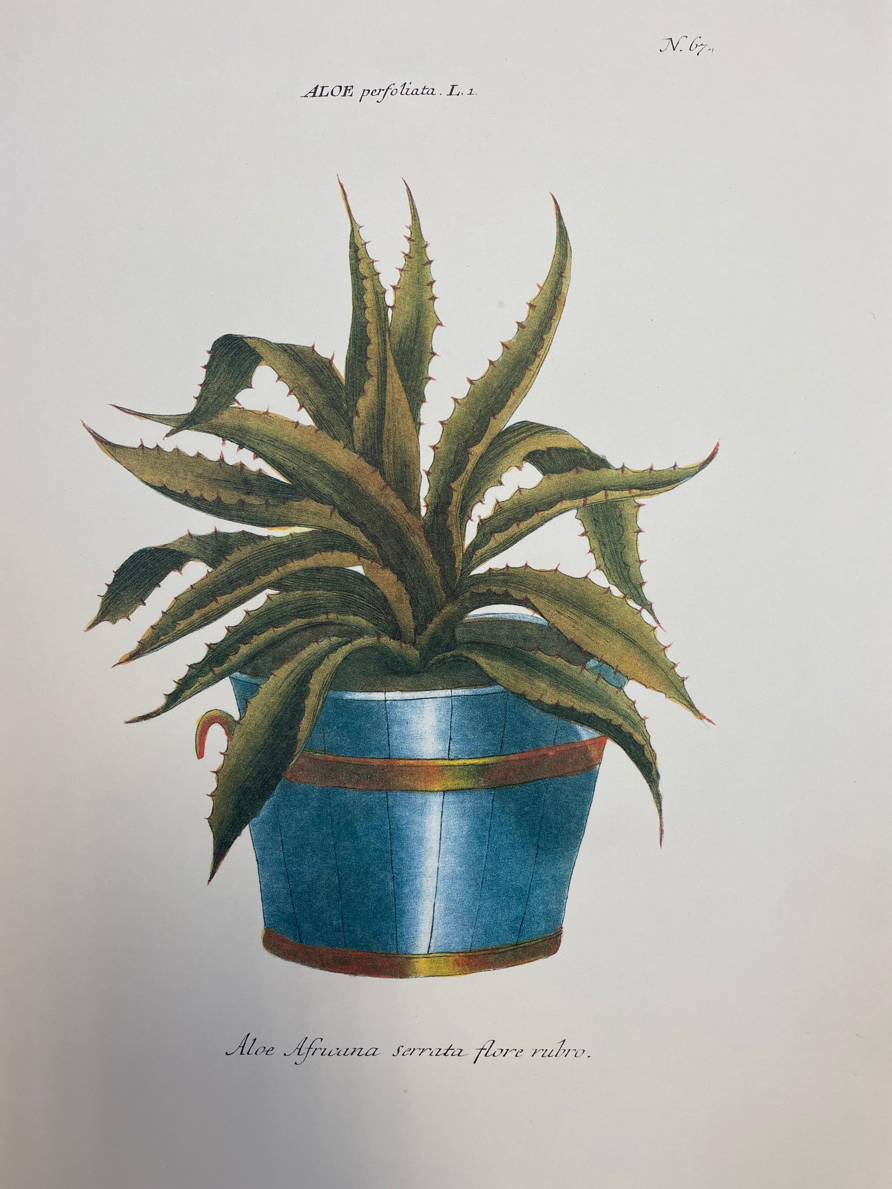 Satz von neun farbigen Blumendrucken

Jeder Druck ist ungerahmt und misst 14 x 11 Zoll. 

Eine Auswahl an Blumensträußen und Pflanzen - ideal für viele Einrichtungsprojekte. 

Zustand: alles gut.