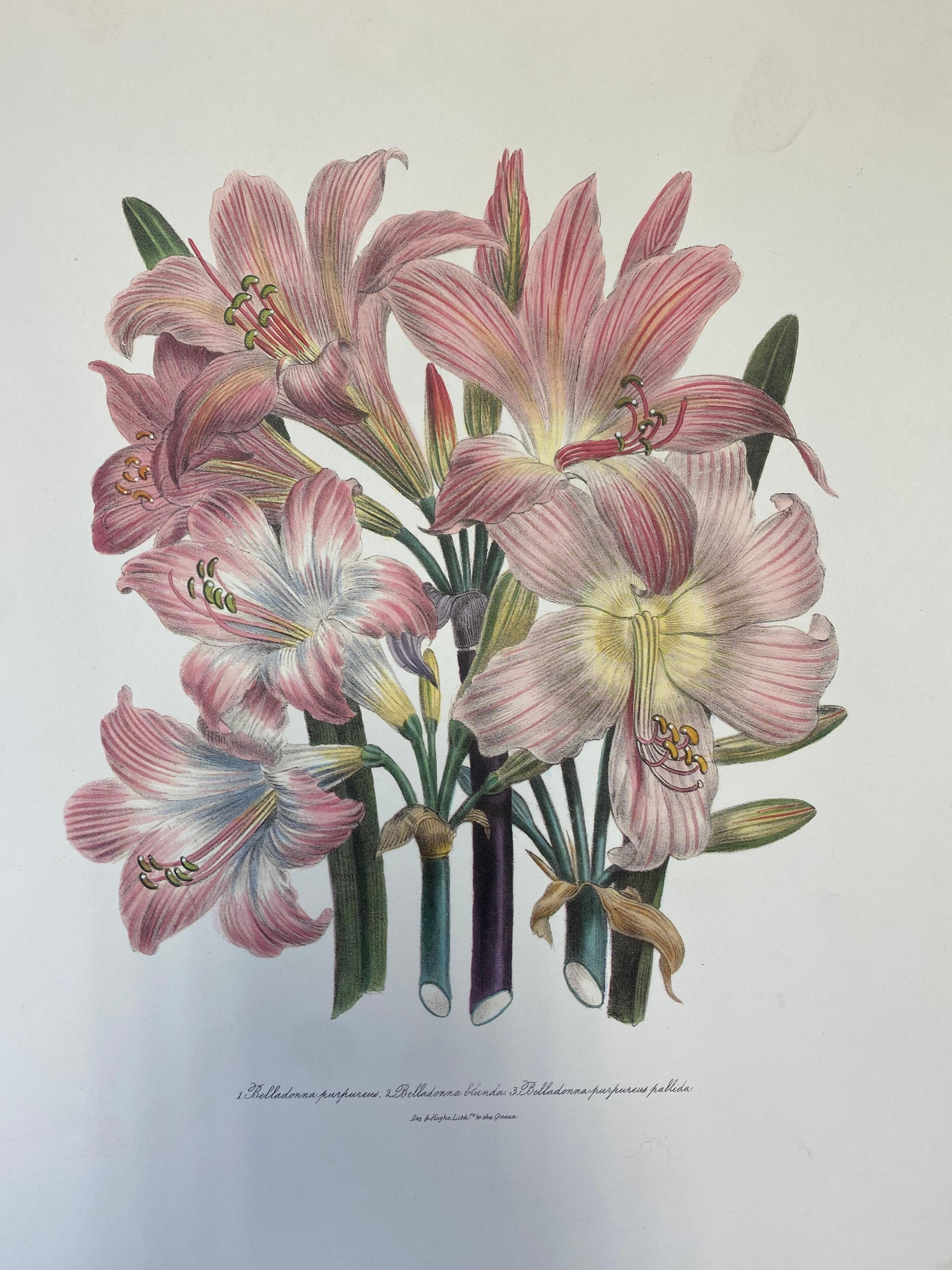 Set of Nine Botanical Floral Colored Prints, Ideal Gallery Wall Project In Good Condition For Sale In Cirencester, GB