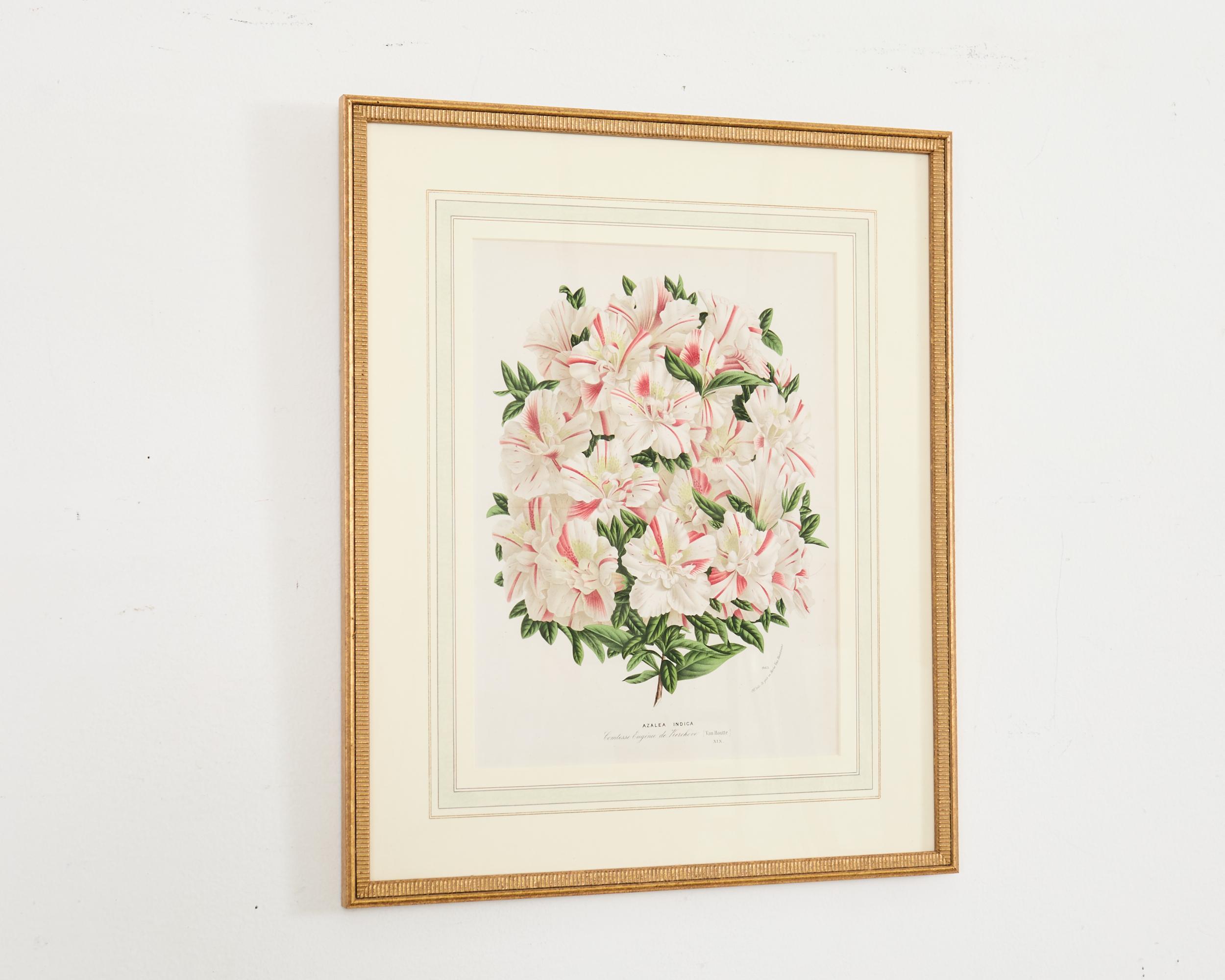 Set of Nine Botanical Lithograph Prints by Louis Van Houtte For Sale 3