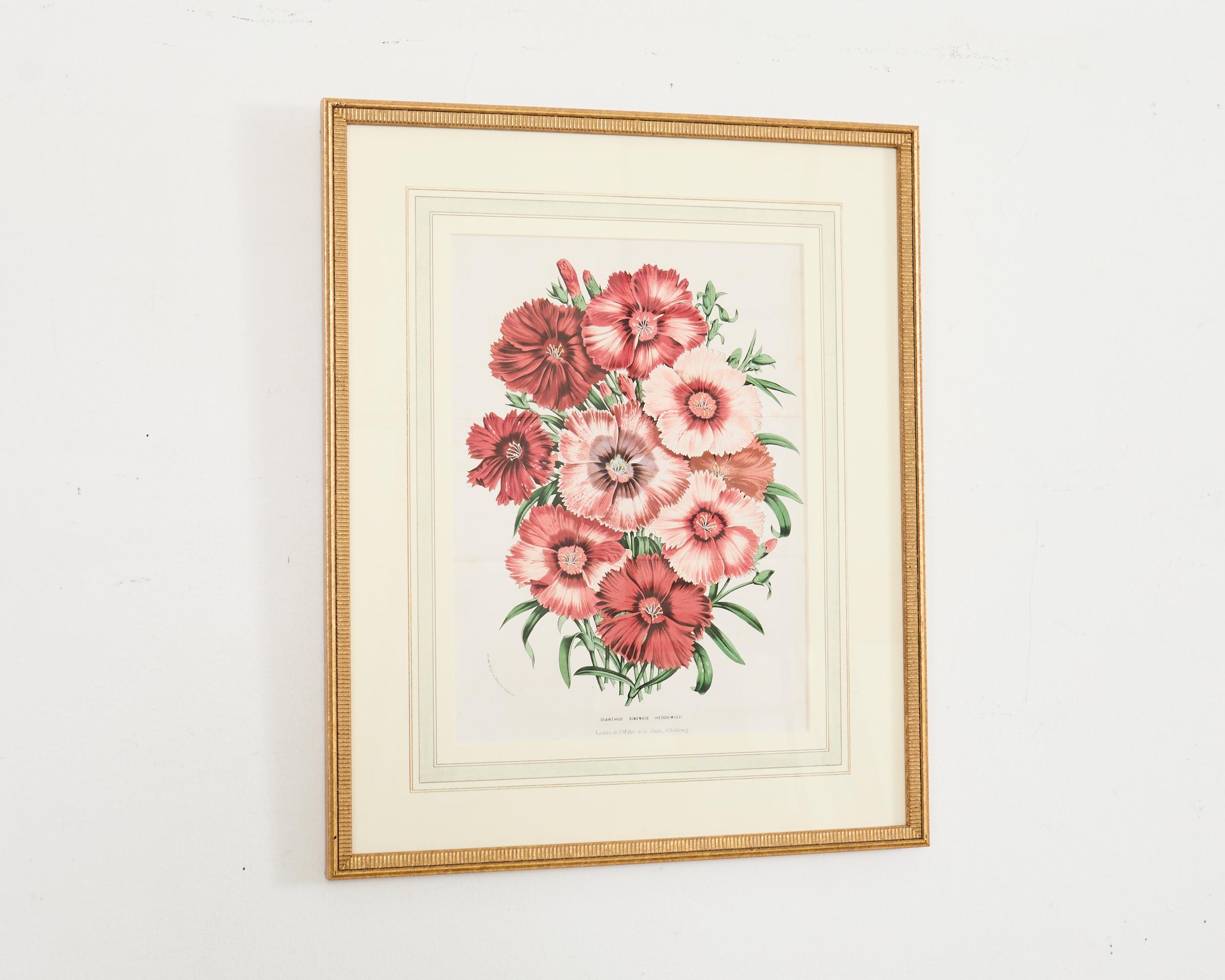 Set of Nine Botanical Lithograph Prints by Louis Van Houtte For Sale 4
