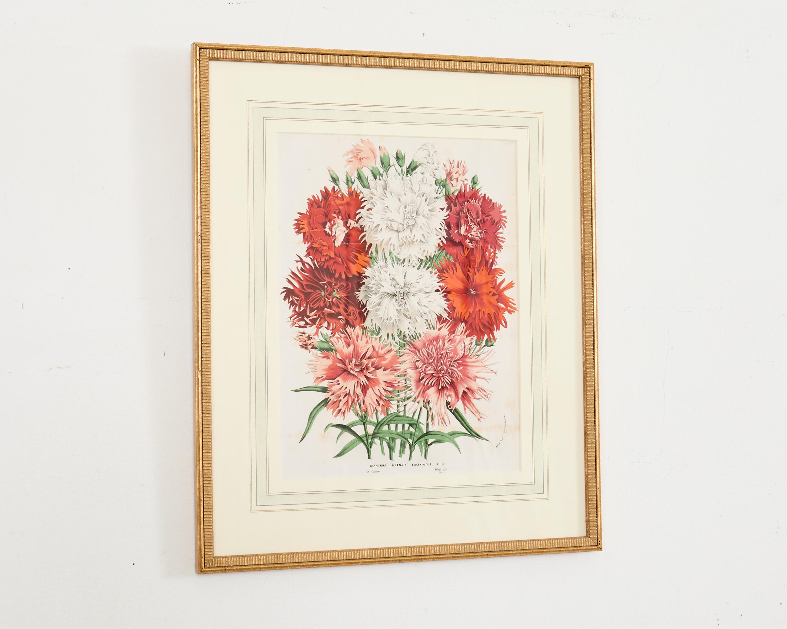 Set of Nine Botanical Lithograph Prints by Louis Van Houtte For Sale 5