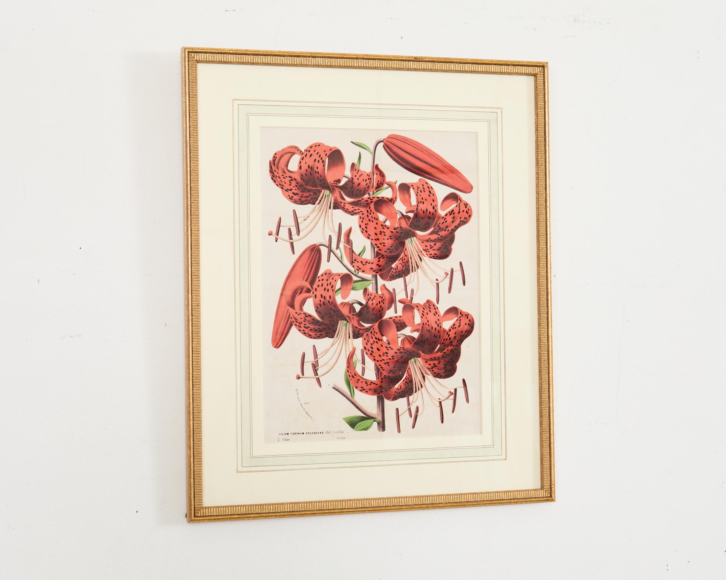 Set of Nine Botanical Lithograph Prints by Louis Van Houtte For Sale 6