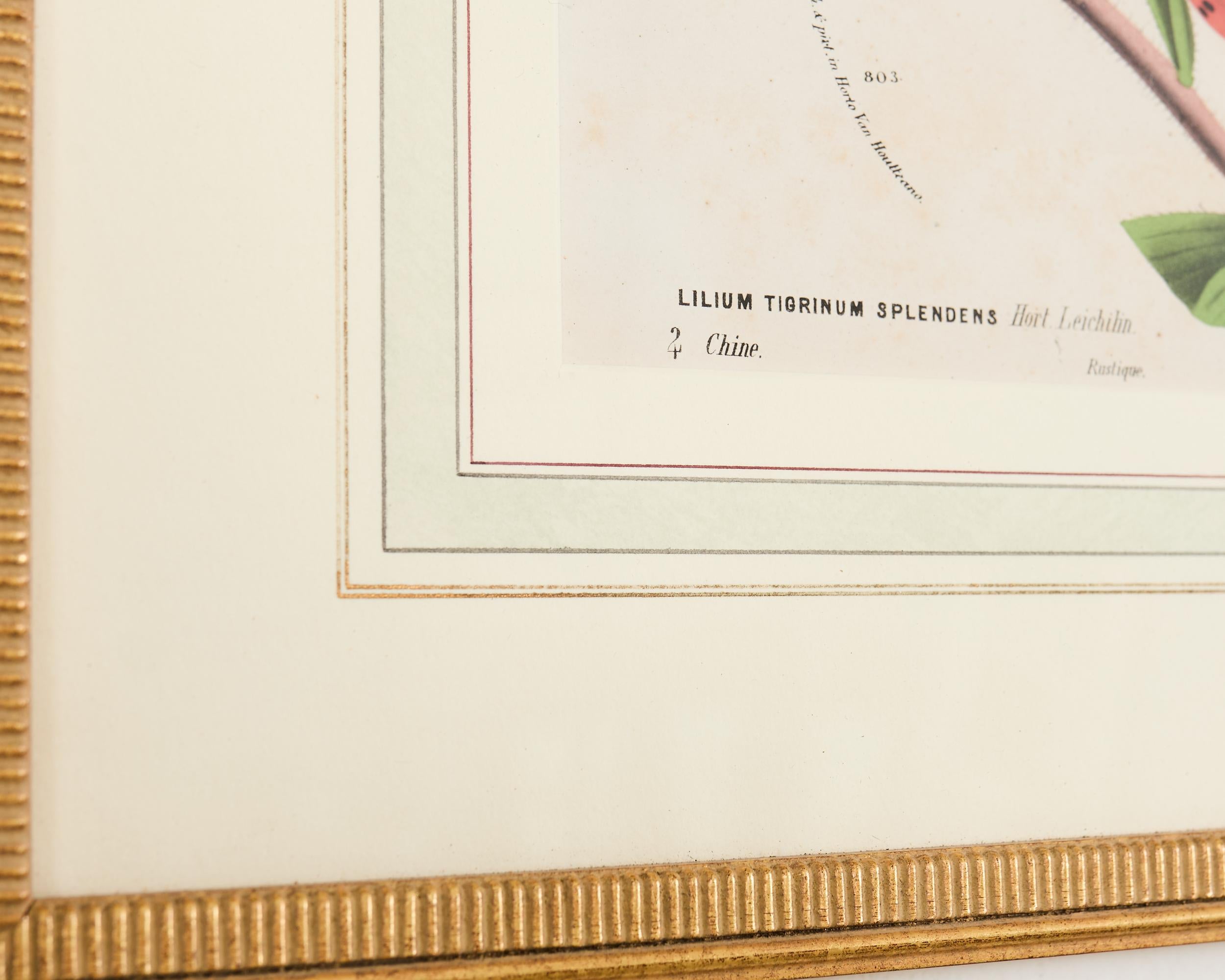 Set of Nine Botanical Lithograph Prints by Louis Van Houtte For Sale 7