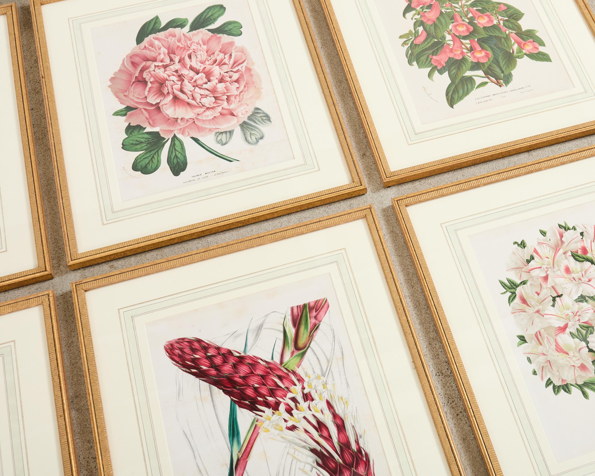 Victorian Set of Nine Botanical Lithograph Prints by Louis Van Houtte For Sale