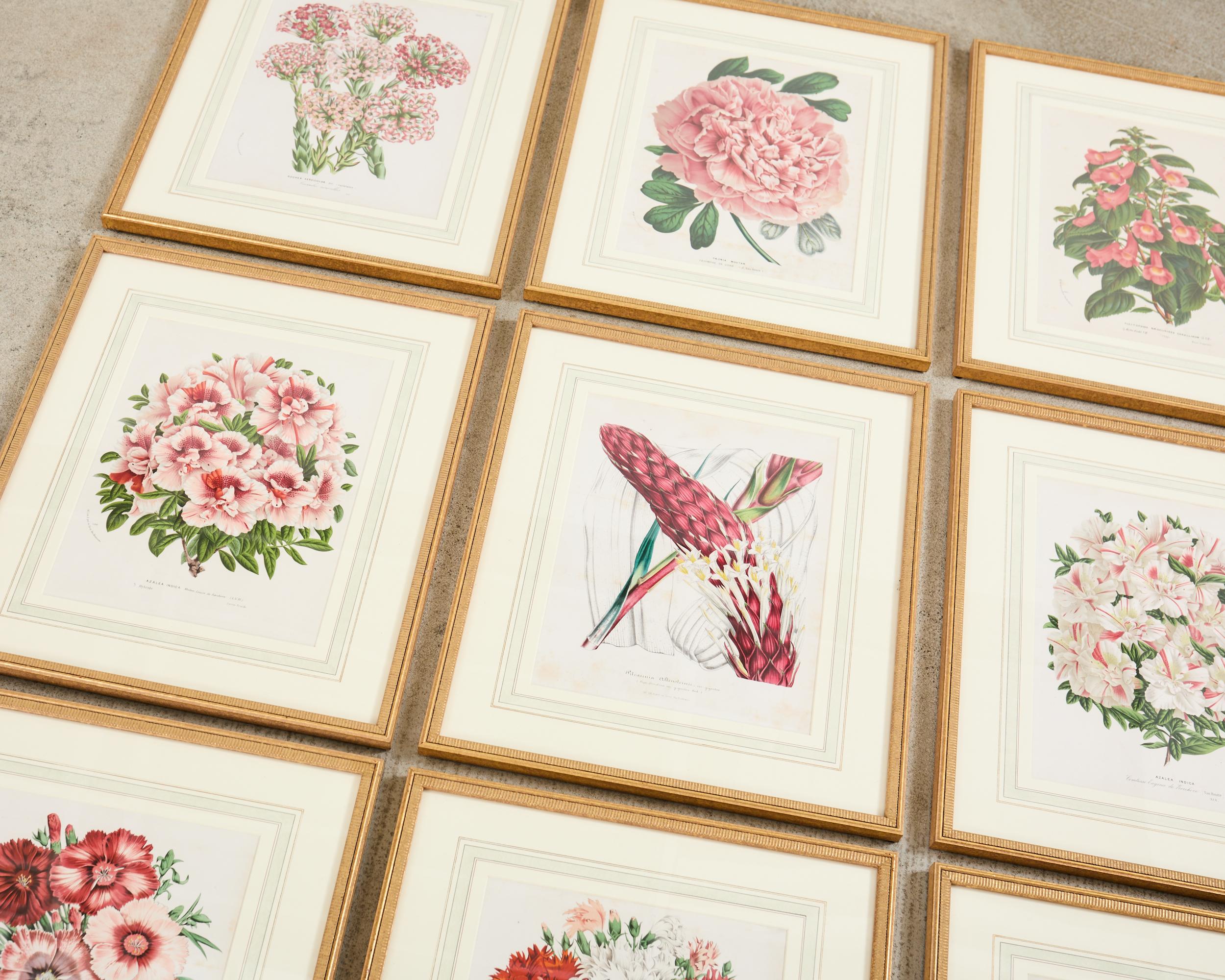 Belgian Set of Nine Botanical Lithograph Prints by Louis Van Houtte For Sale