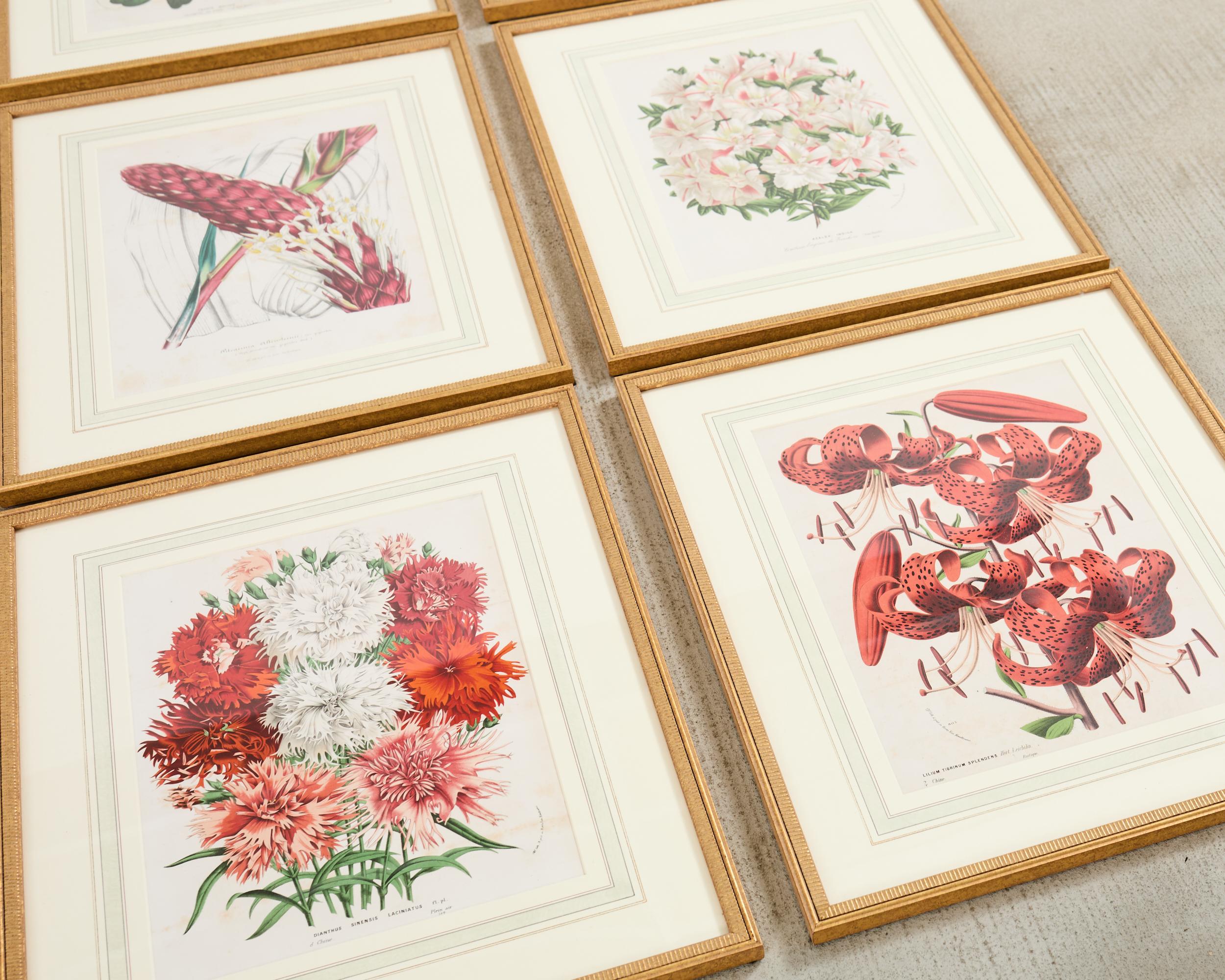 Hand-Crafted Set of Nine Botanical Lithograph Prints by Louis Van Houtte For Sale