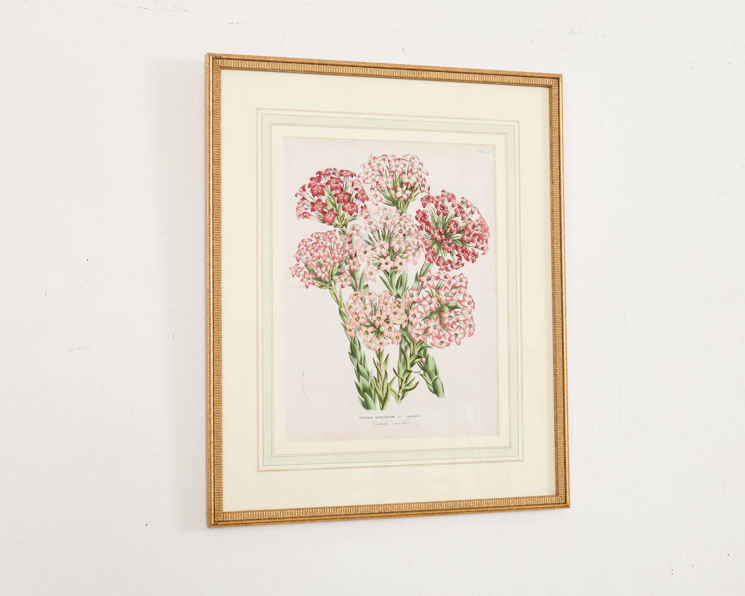 Set of Nine Botanical Lithograph Prints by Louis Van Houtte In Good Condition For Sale In Rio Vista, CA