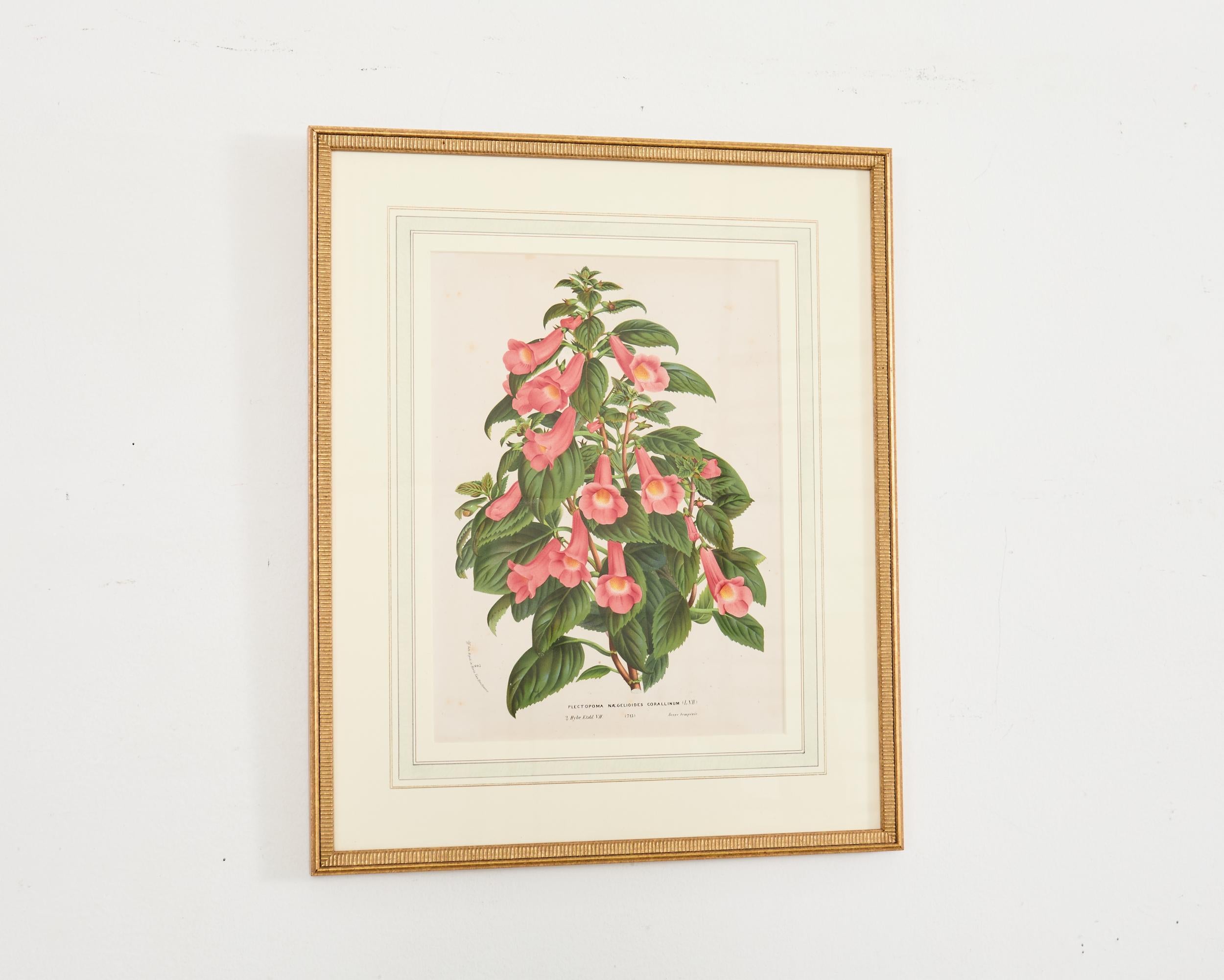 Giltwood Set of Nine Botanical Lithograph Prints by Louis Van Houtte For Sale
