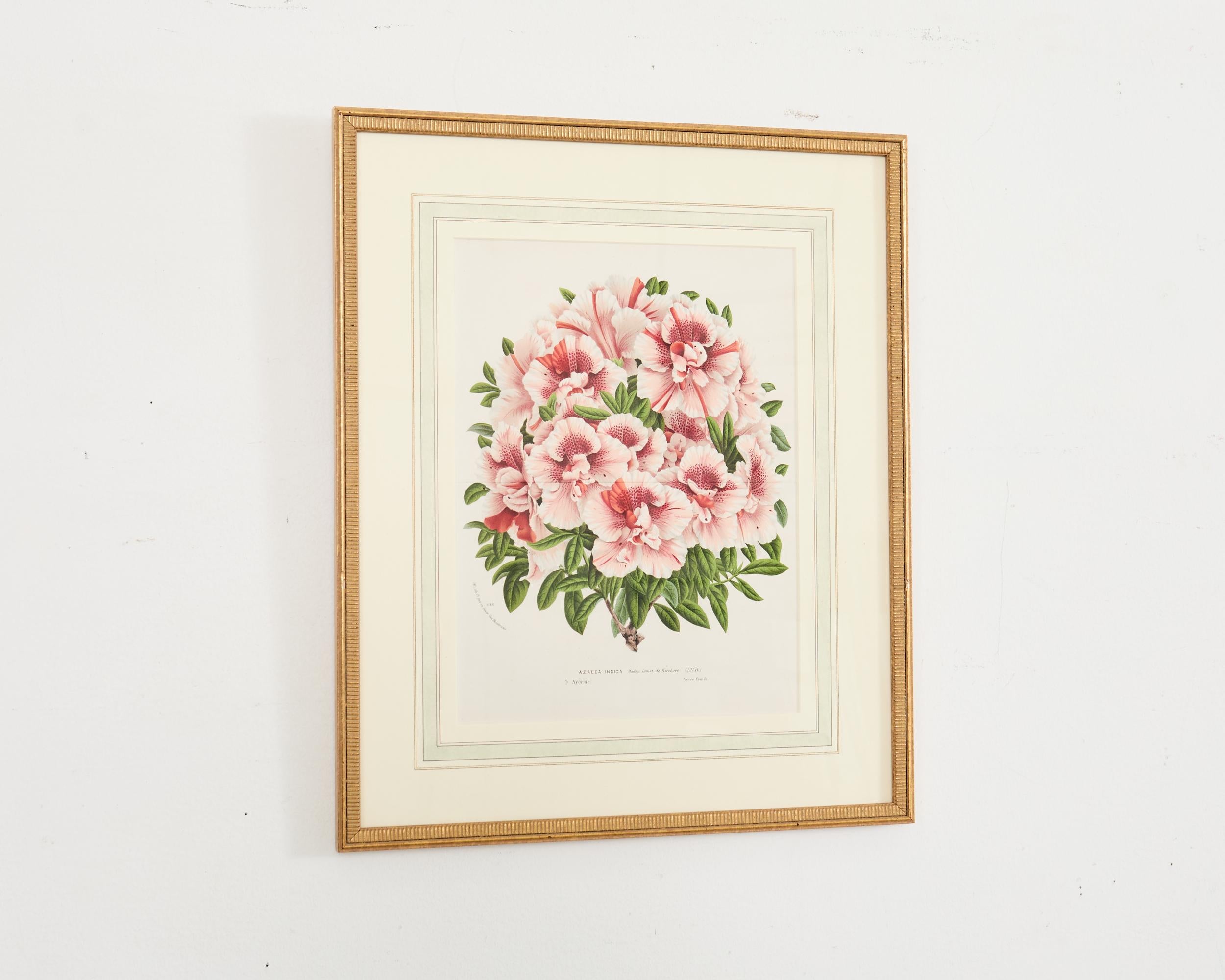 Set of Nine Botanical Lithograph Prints by Louis Van Houtte For Sale 1