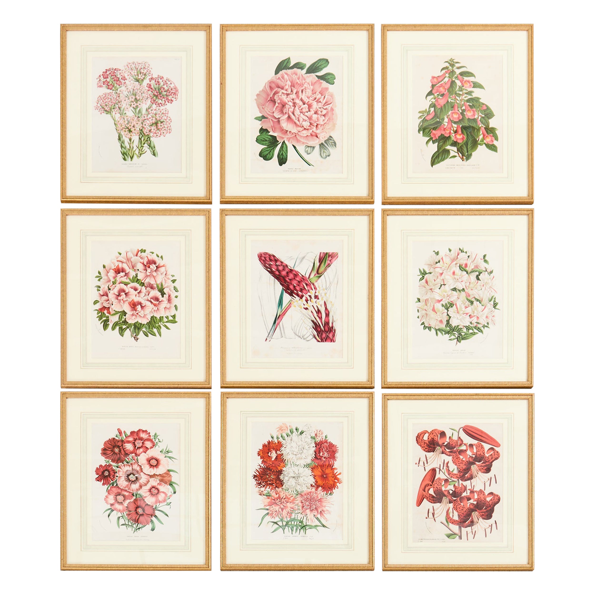 Set of Nine Botanical Lithograph Prints by Louis Van Houtte For Sale