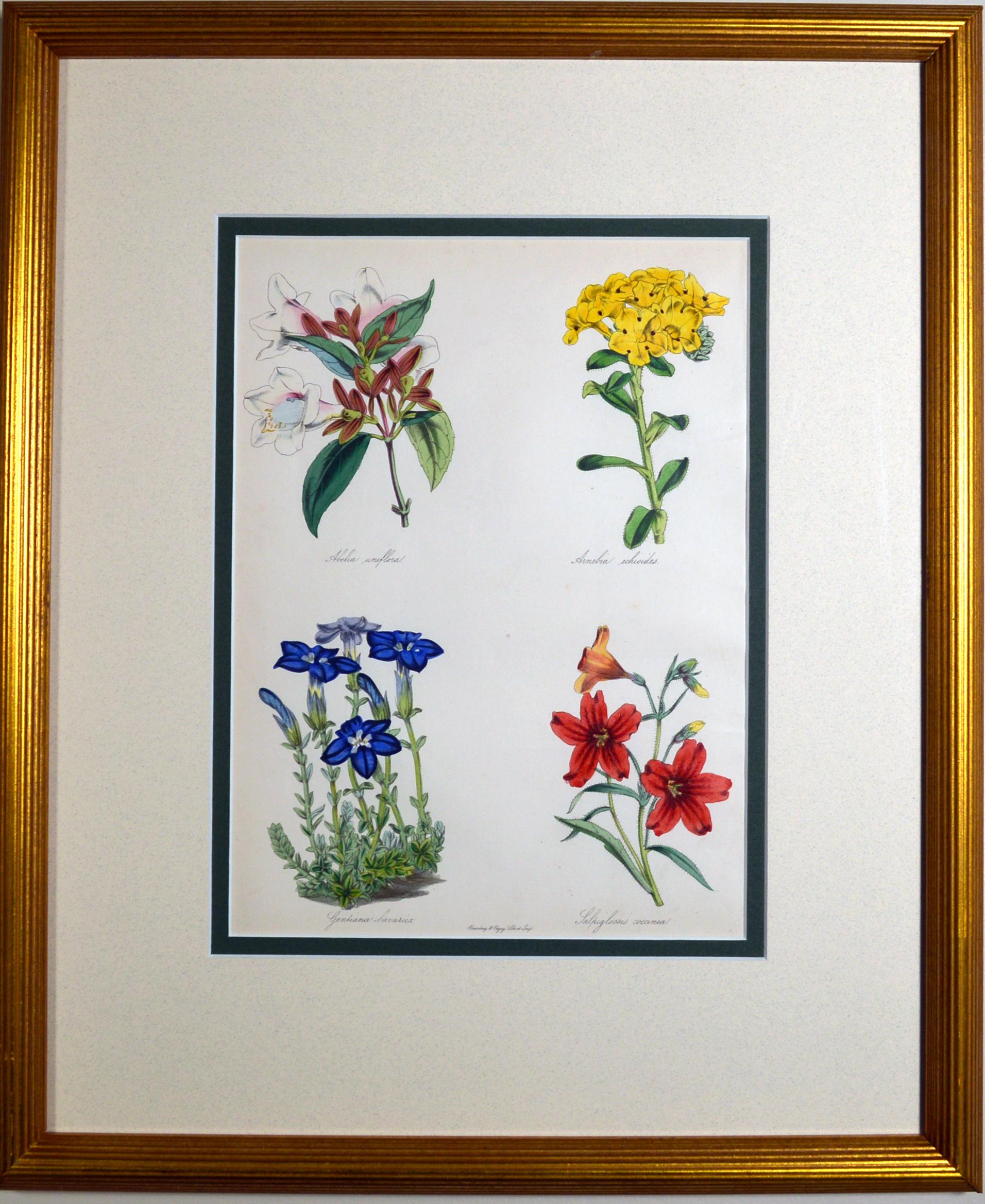 Set of botanical prints,
W. Thompson
