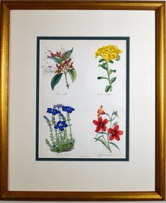 Set of Nine Botanical Prints, W. Thompson "The English Flower Garden", 1853