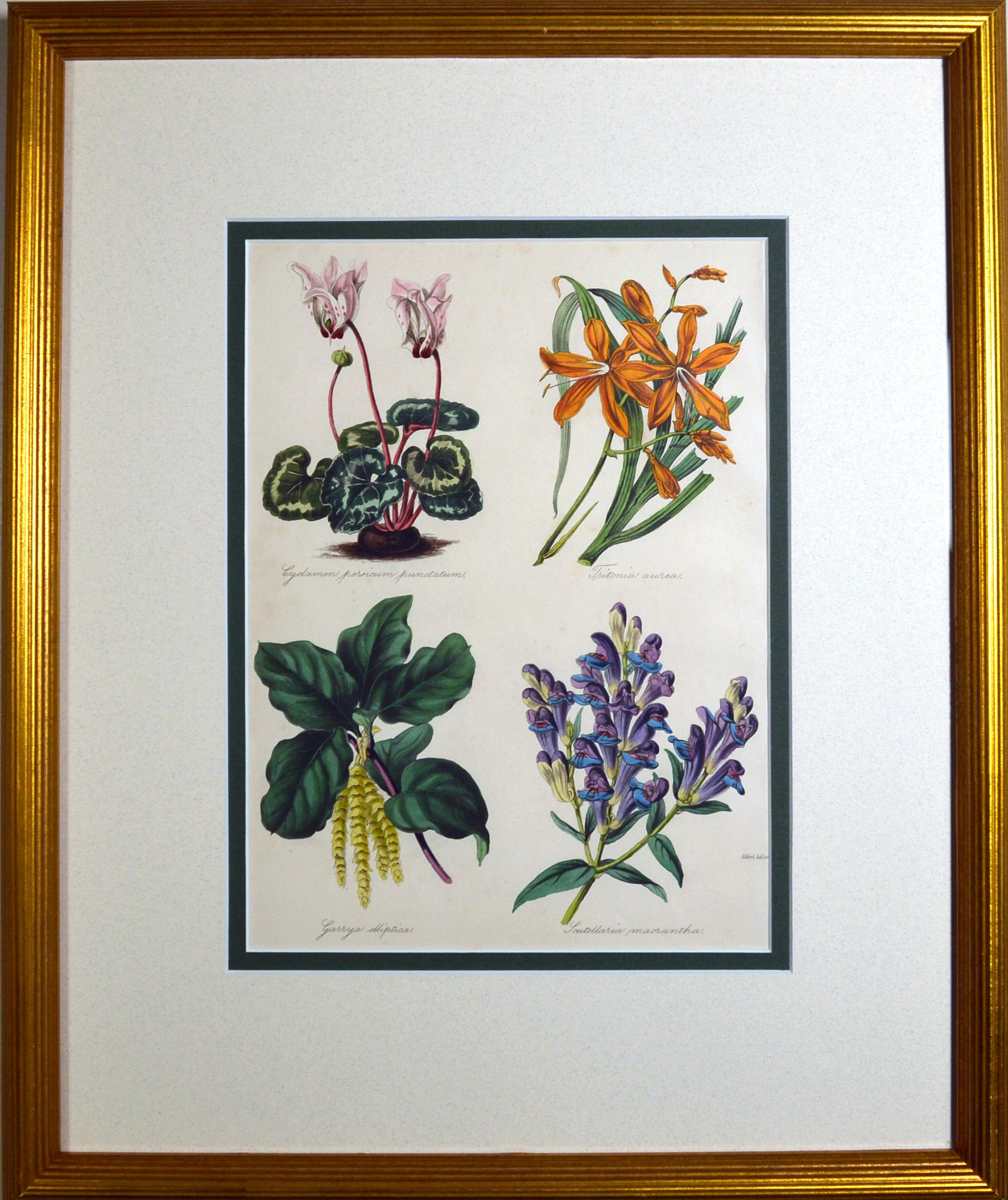 Set of Nine Botanical Prints, W. Thompson 