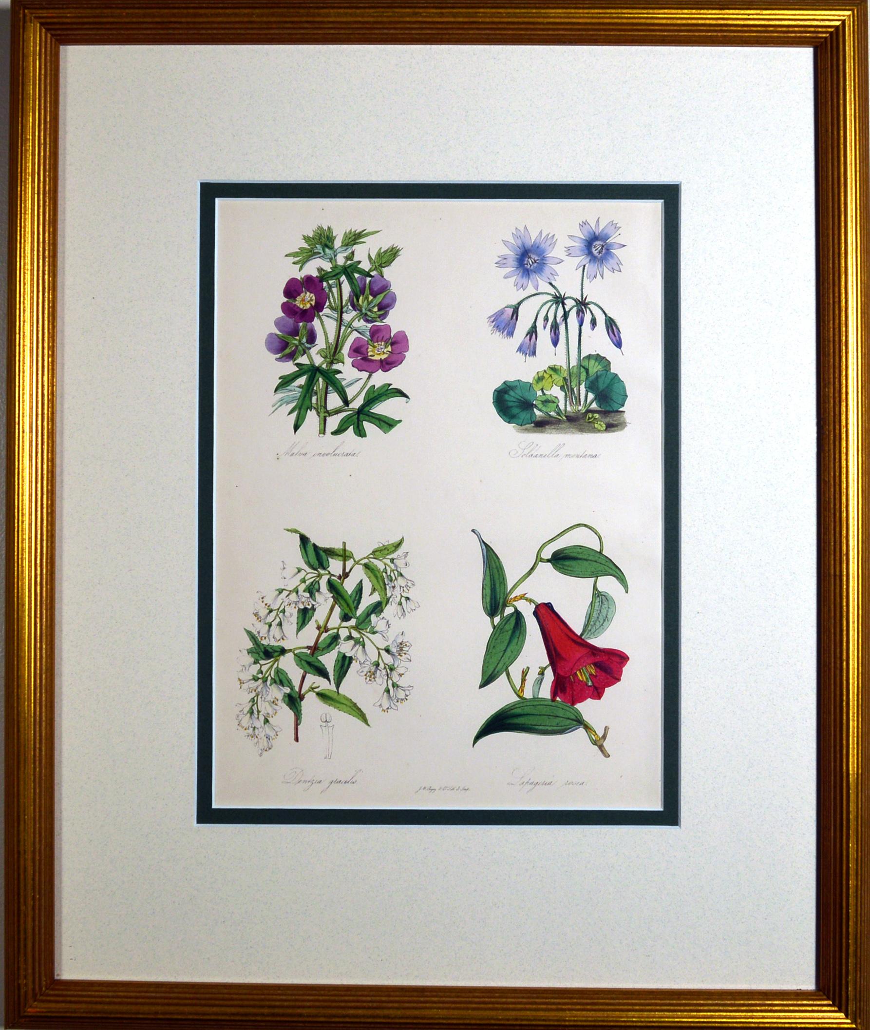 Paper Set of Nine Botanical Prints, W. Thompson 