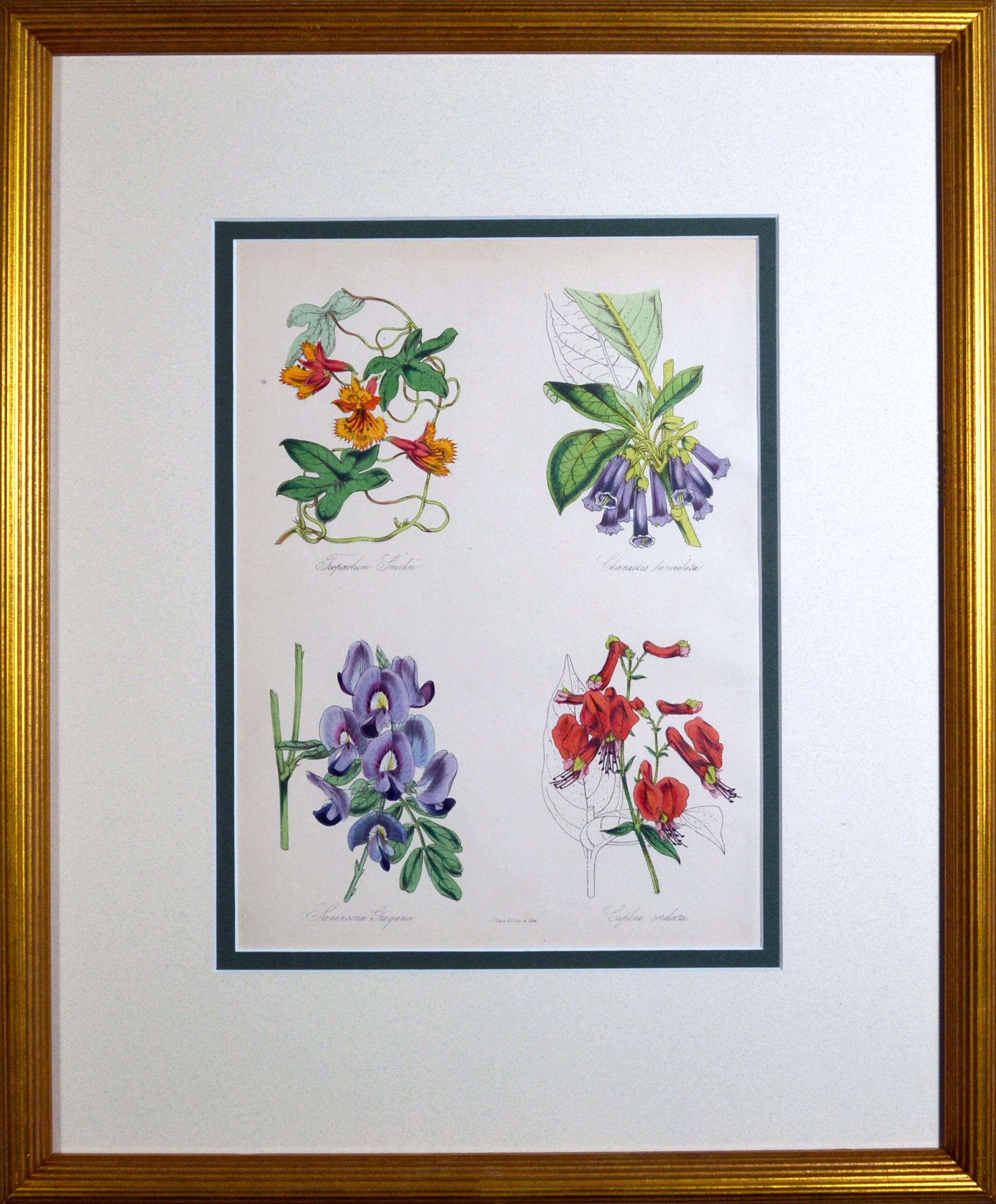 Set of Nine Botanical Prints, W. Thompson 