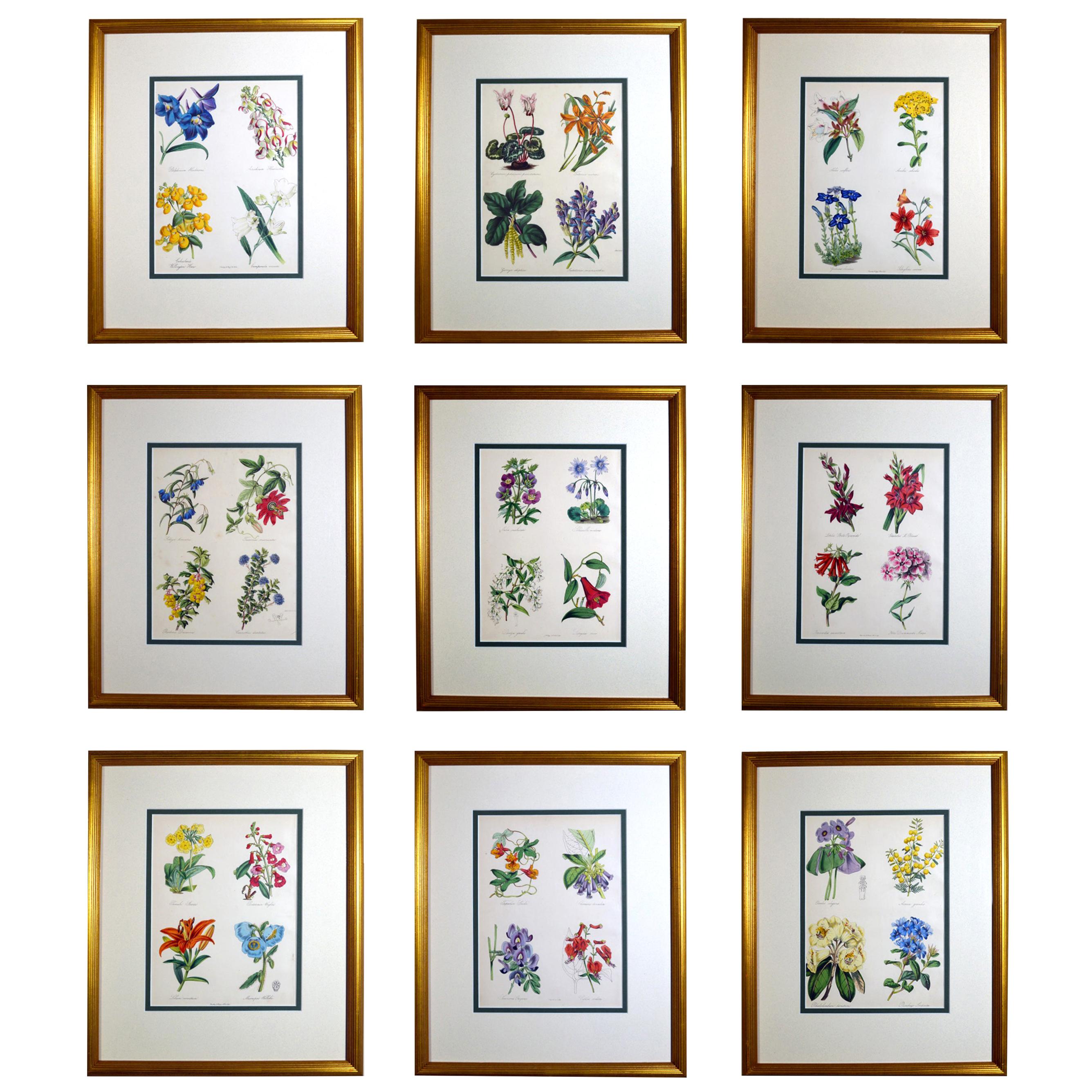 Set of Nine Botanical Prints, W. Thompson "The English Flower Garden", 1853