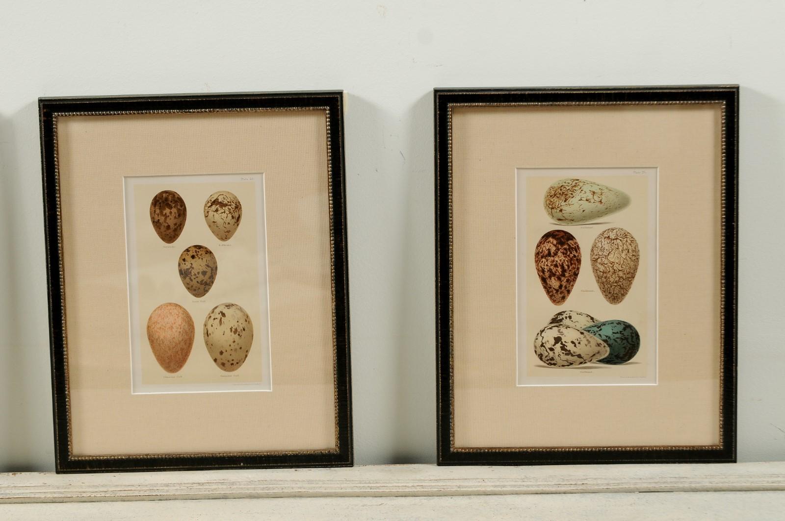 Set of Nine English 20th Century Egg Prints in Black Frames, Sold ...