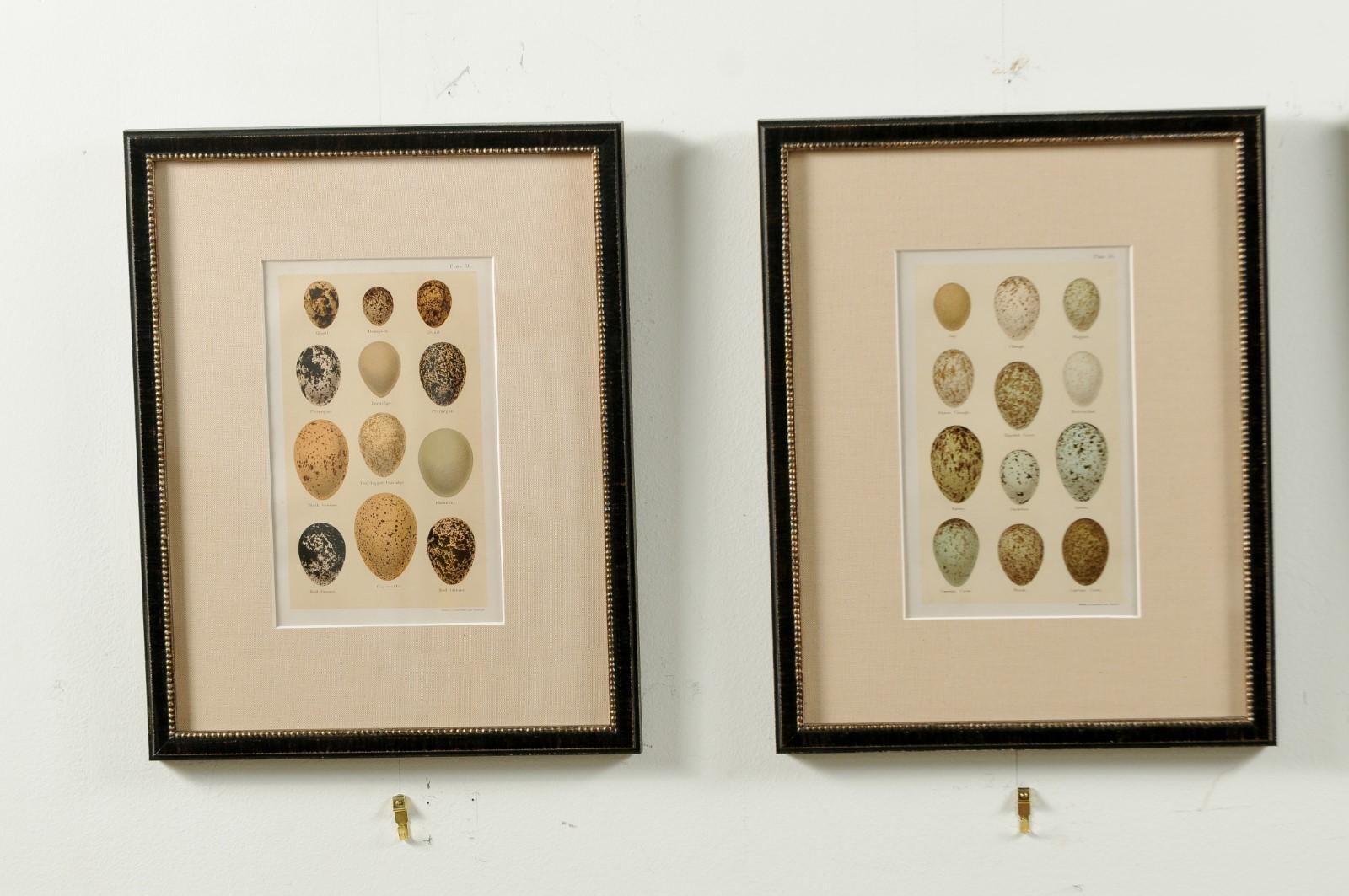 Set of Nine English 20th Century Egg Prints in Black Frames, Sold Individually 7