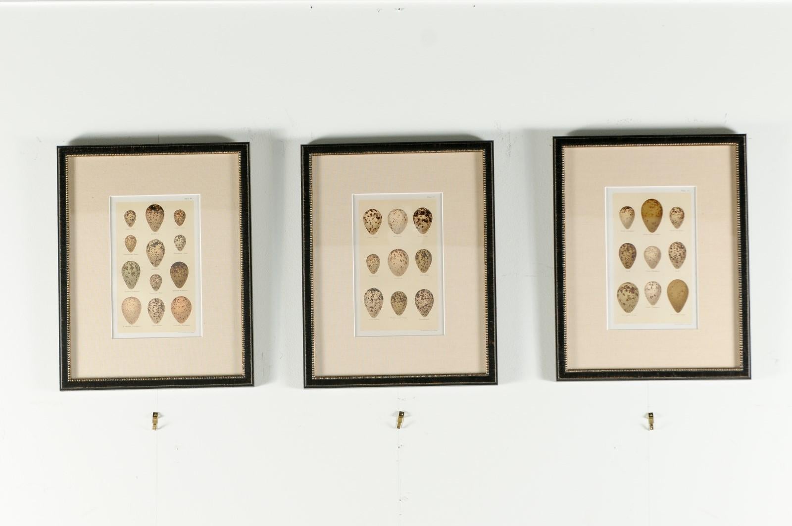 Glass Set of Nine English 20th Century Egg Prints in Black Frames, Sold Individually