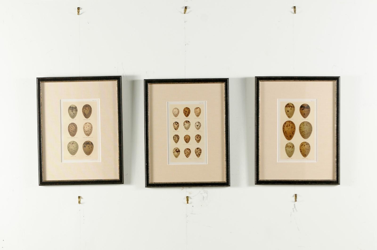 Set of Nine English 20th Century Egg Prints in Black Frames, Sold Individually 1